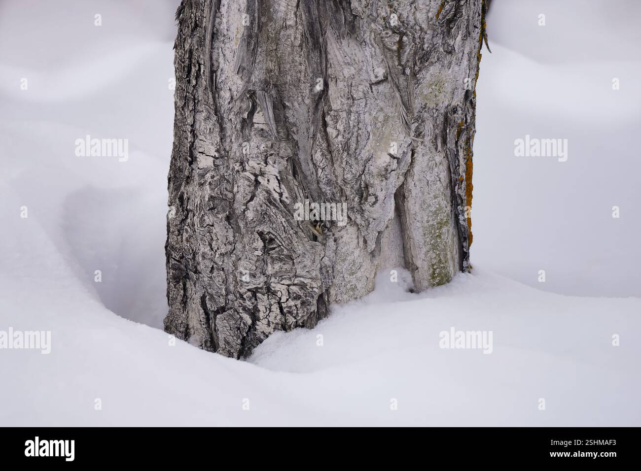 Ein verwitterter Baumstamm steht in einer Decke aus frischem Schnee und veranschaulicht die Schönheit einer ruhigen Winterlandschaft. Stockfoto