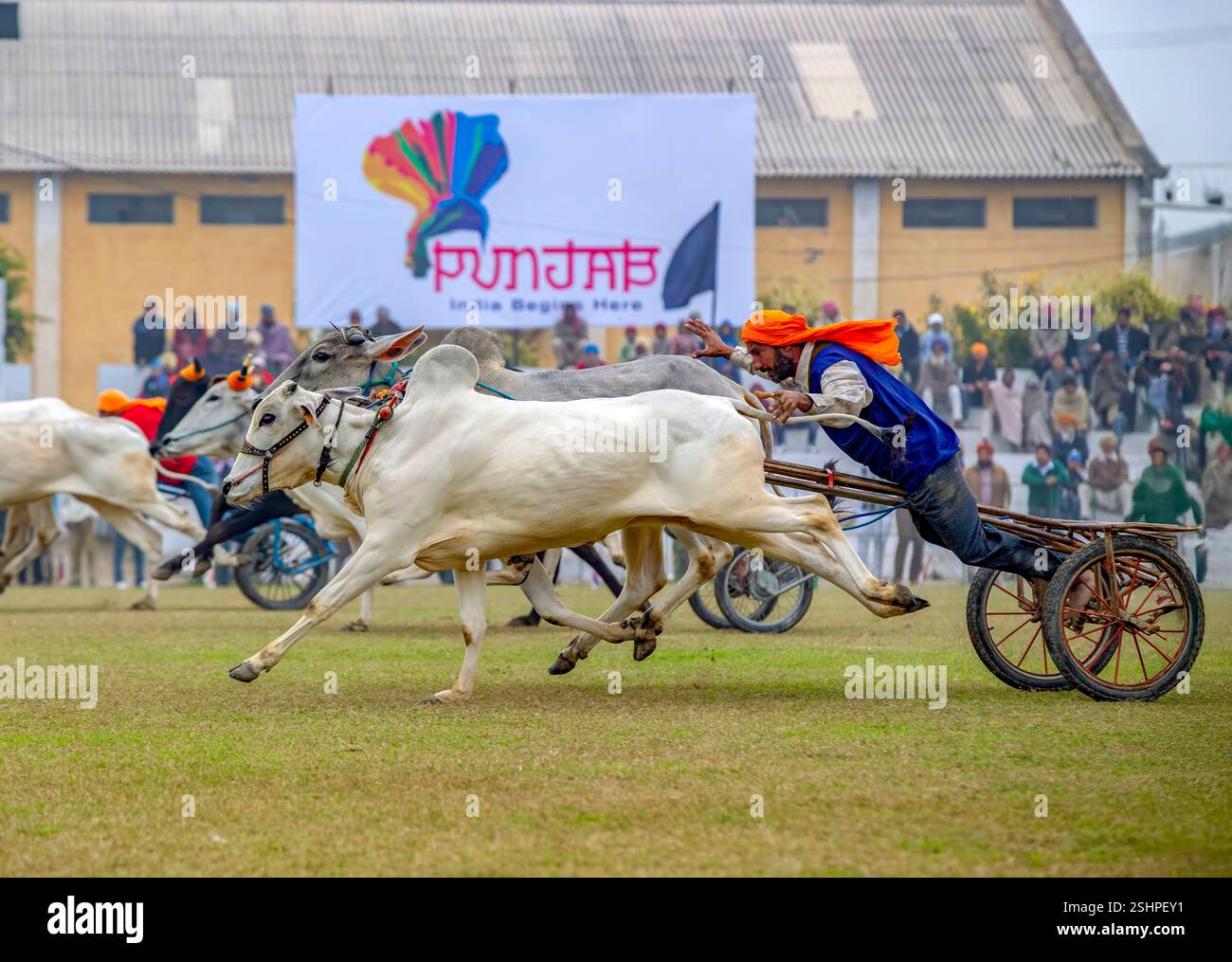 Bullock Cart-Rennen bei den Olympischen Spielen im ländlichen Raum in Kila Raipur, Punjab, Indien Stockfoto
