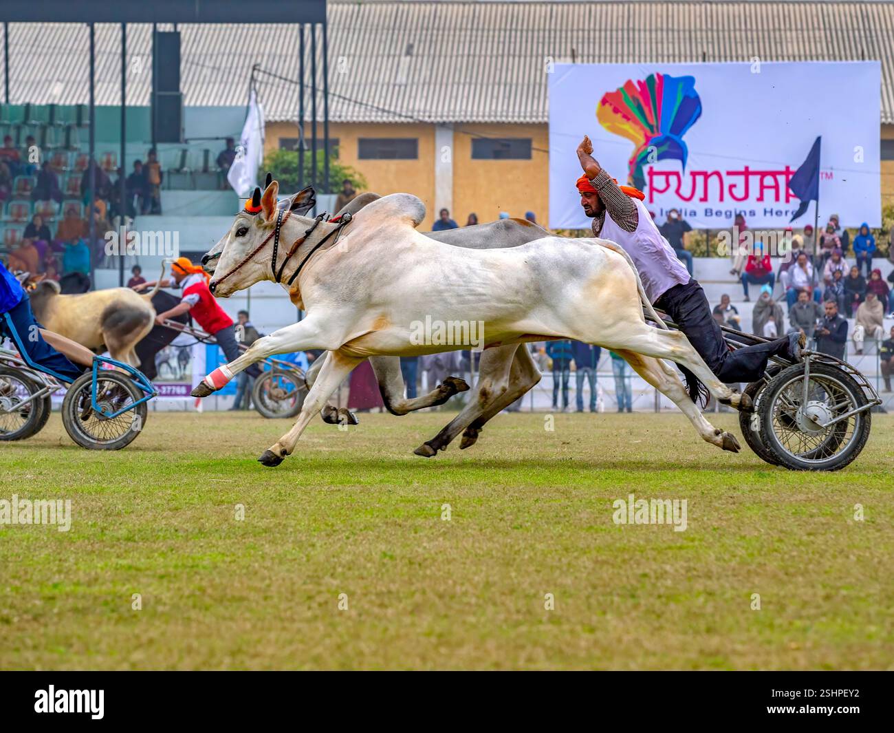 Bullock Cart-Rennen bei den Olympischen Spielen im ländlichen Raum in Kila Raipur, Punjab, Indien Stockfoto