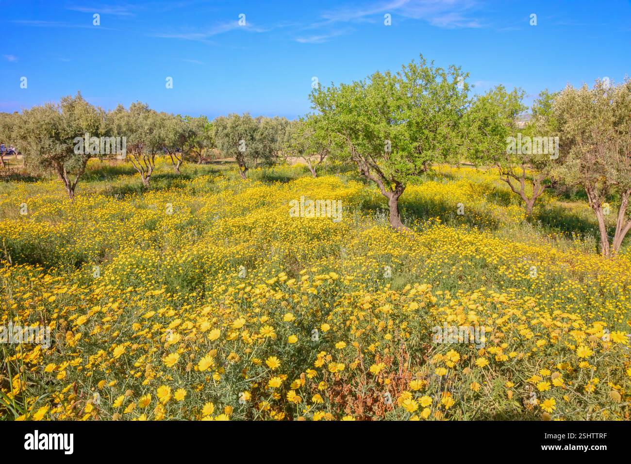 Blühende Wildblumen Wiesen, Agrigento, Sizilien, Italien Stockfoto