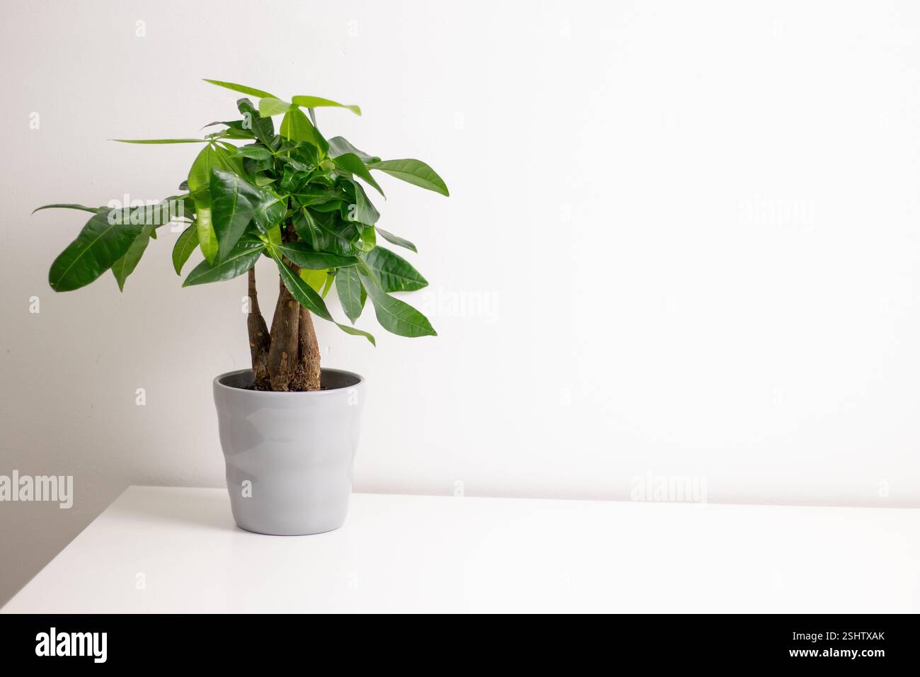 Eine Pachira aquatica Pflanze, die in einem grauen Topf wächst und auf einem weißen Kommode-Tisch in einem Zimmer zu Hause steht Stockfoto