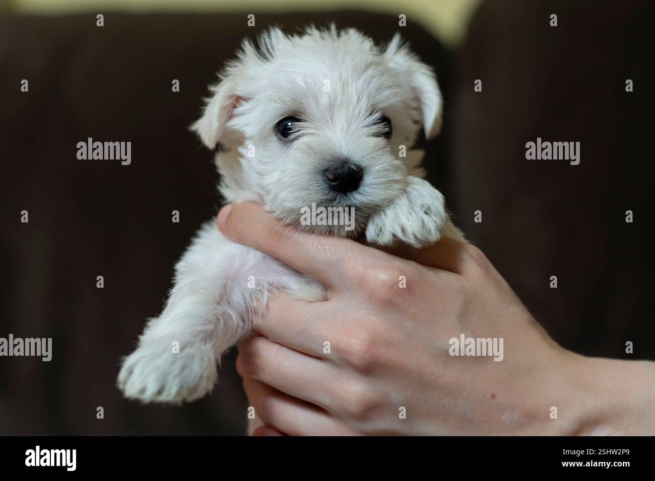 Die Hand hält einen süßen weißen, flauschigen Welpen Stockfoto