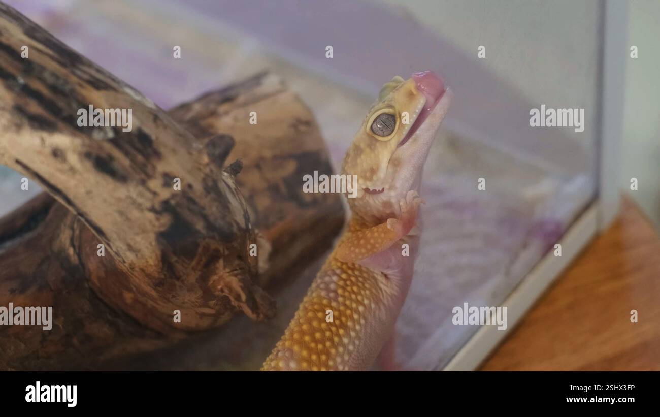Ein neugieriger Gecko dehnt sich mit seiner Zunge nach oben und erkundet seine Umgebung. Dieser Moment fängt das Wesen der Entdeckung und Anpassung in A ein Stockfoto