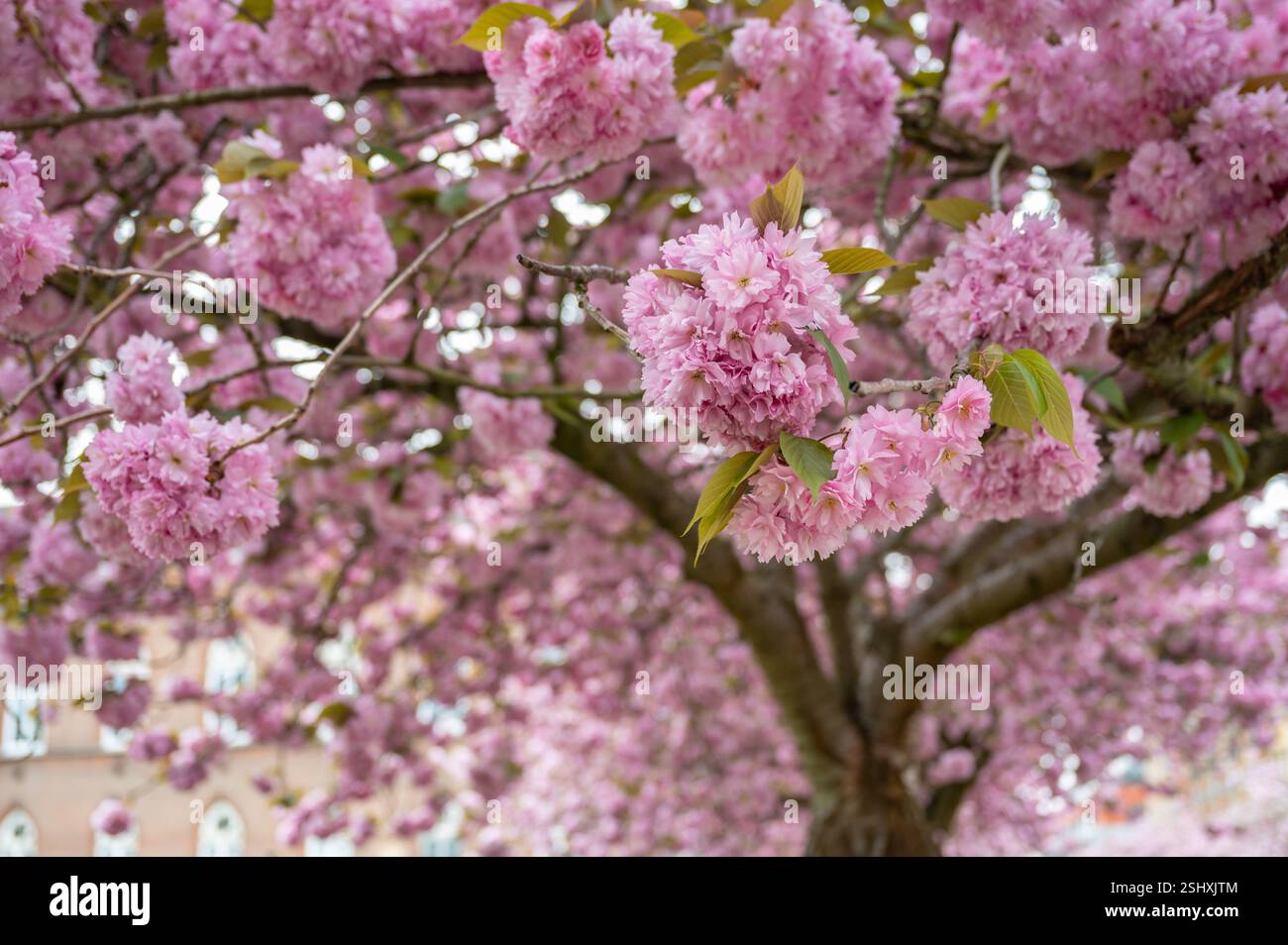 Rosa blühender Kirschblütenbaum in der Straße von Gent, Belgien. Stockfoto