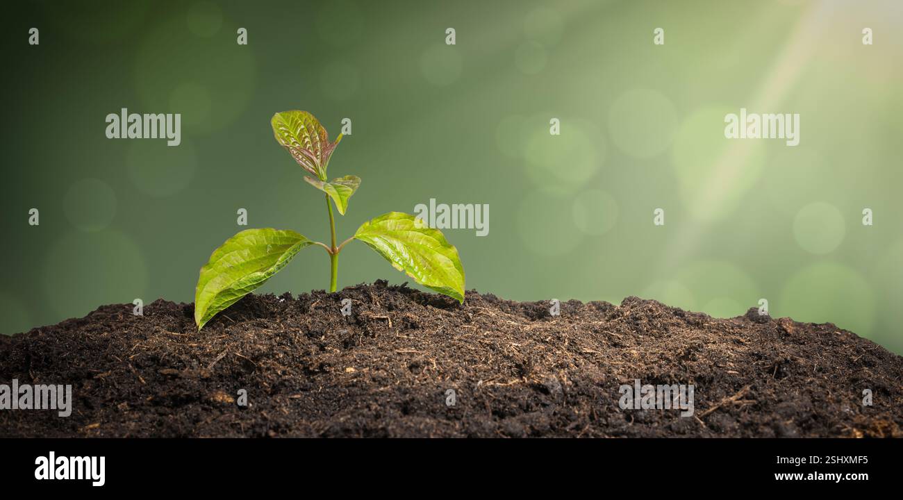 Das Wachstum neuer Lebenspflanzen im Boden. Grüner Hintergrund. Stockfoto