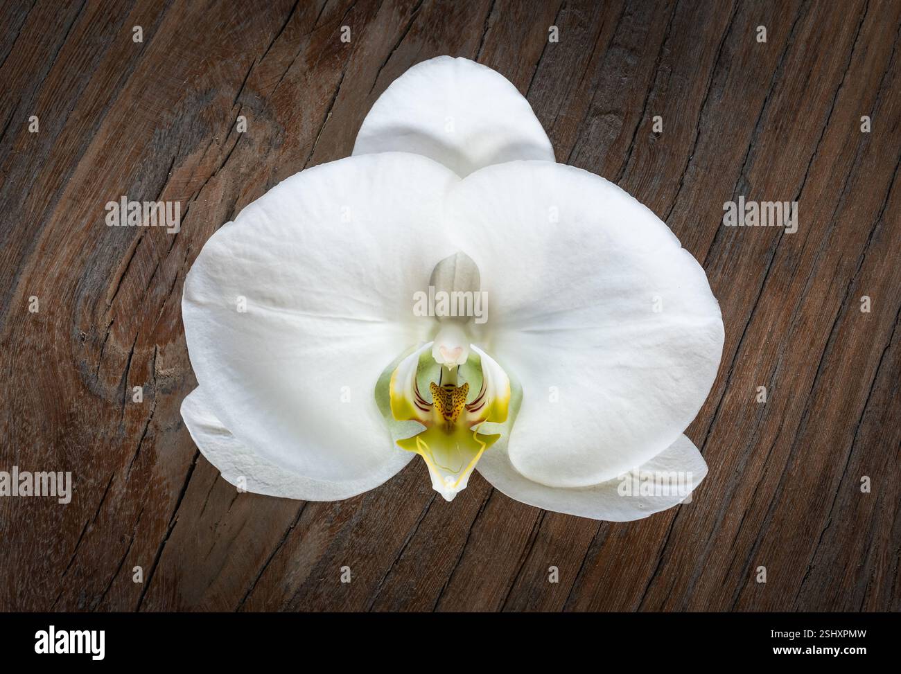 Weiße Motten-Orchideenblume auf hölzernem Hintergrund. Stockfoto
