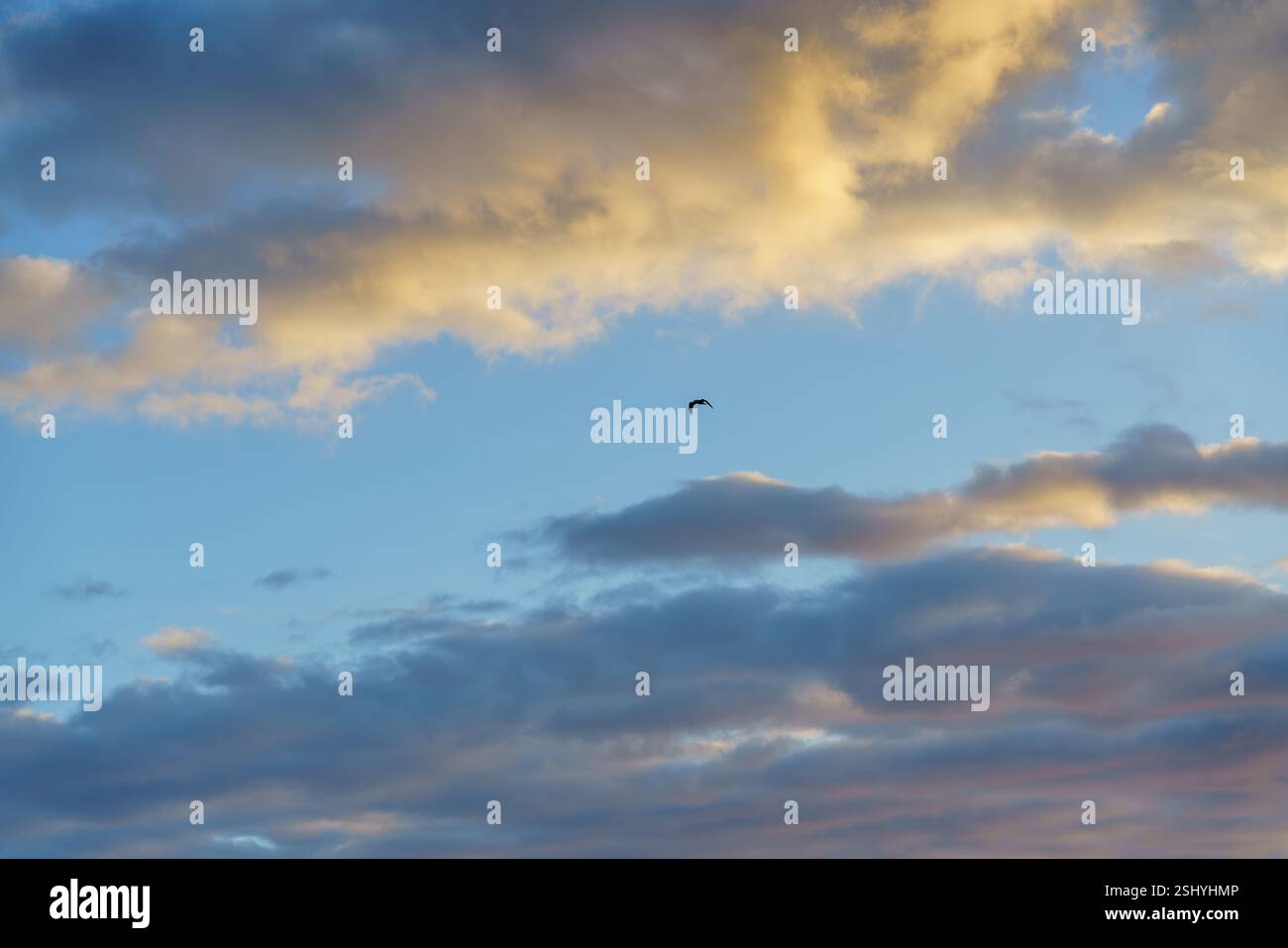 Möwe, die durch einen Himmel mit weichen Wolken schweben. Stockfoto