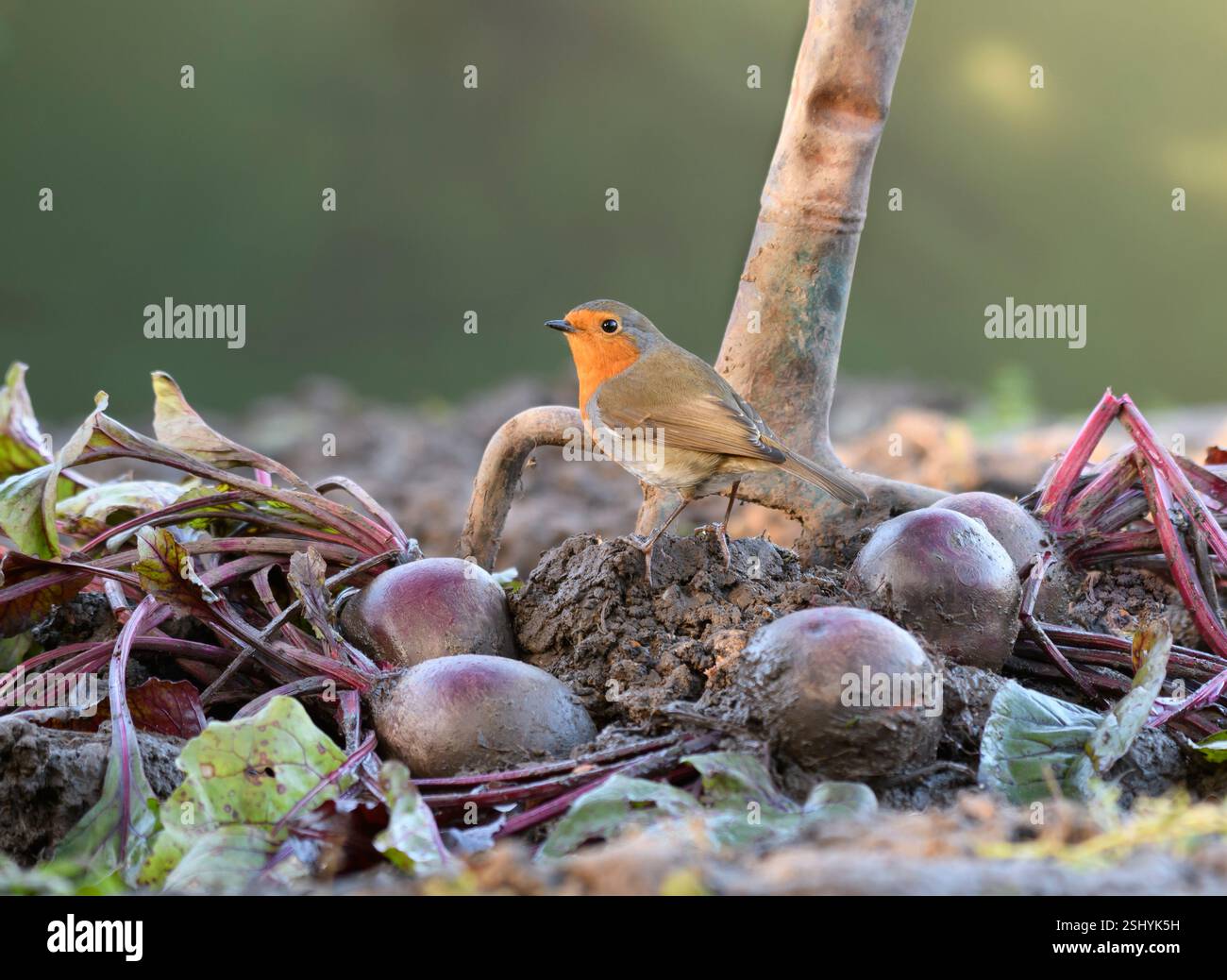 Europäischer robin Erithacus rubecula, in frisch gegrabener Rote Bete im Garten mit spätem Sonnenschein am Nachmittag, County Durham, England, Großbritannien, November. Stockfoto