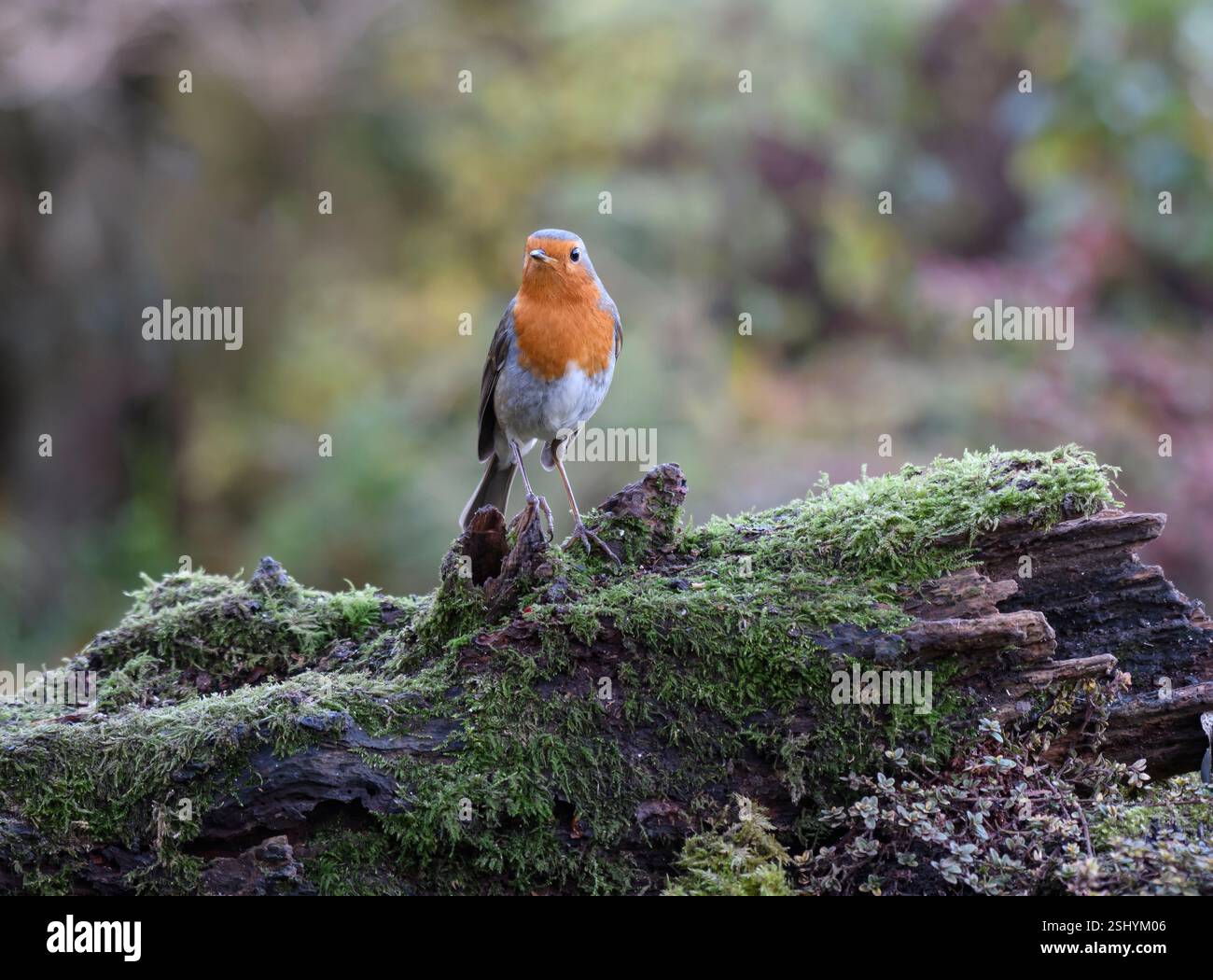 Europäischer robin Erithacus rubecula, hoch auf Moos im Garten, County Durham, England, Großbritannien, November. Stockfoto