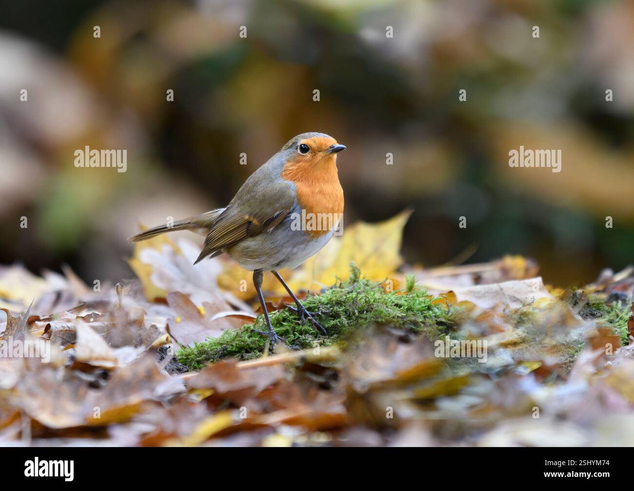 Europäischer robin Erithacus rubecula, thront in gefallenen Blättern, County Durham, England, Vereinigtes Königreich, Dezember. Stockfoto
