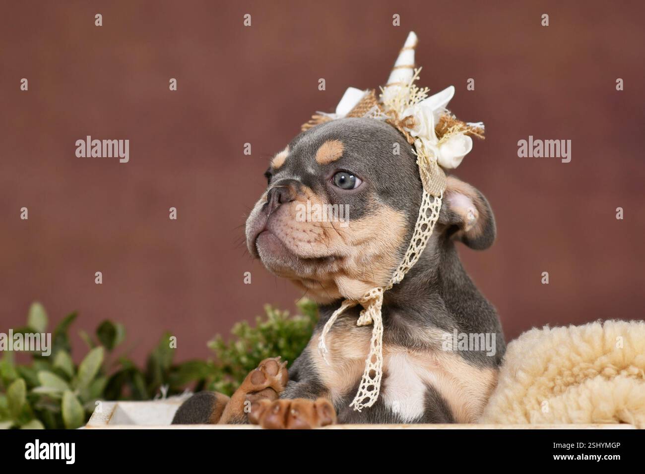 Niedliches Lilac tan französischer Bulldog Hund Welpe mit Boho Stil Einhorn Stirnband in Box vor braunem Hintergrund Stockfoto