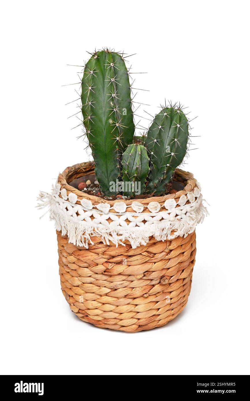 Polaskia Chichipe Sukkulenten Kaktuspflanze auf Boho-Art Korb Blumentopf auf weißem Hintergrund Stockfoto