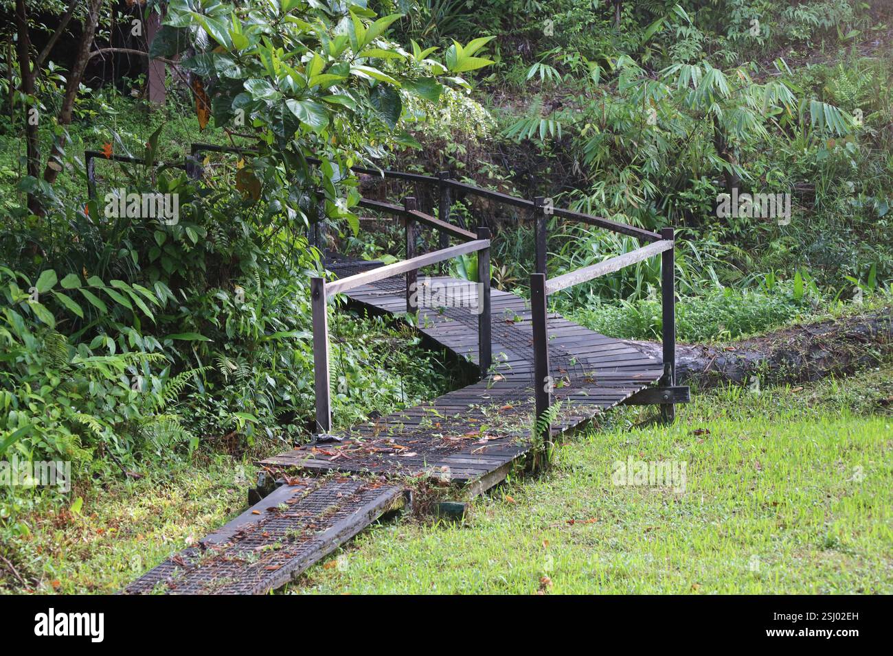 Wanderweg (Wanderweg) zur hölzernen Brücke (Holz) im dichten grünen tropischen Regenwald (Regenwald) Stockfoto
