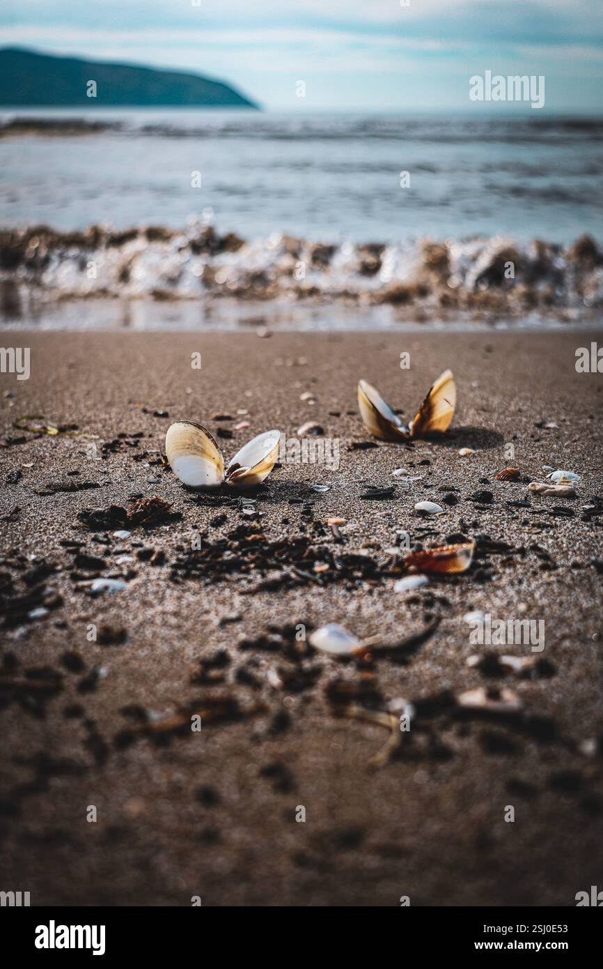 Zwei offene Muscheln, die im Sand an einem Sandstrand in Albanien an der albanischen Riviera vergraben sind, mit plätschernden Meereswellen im Hintergrund Stockfoto