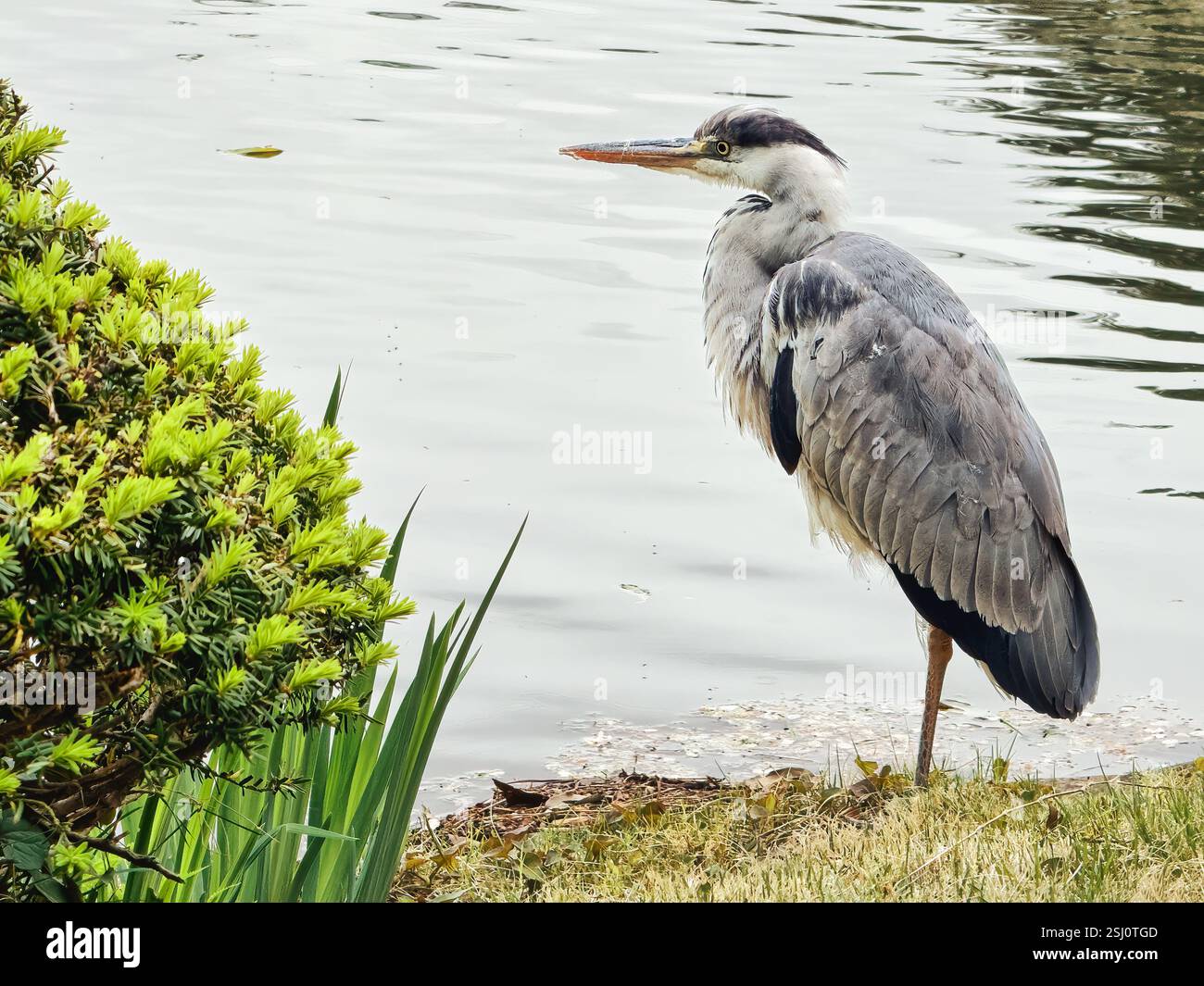 Graureiher-Vogel am Seeufer. Stockfoto