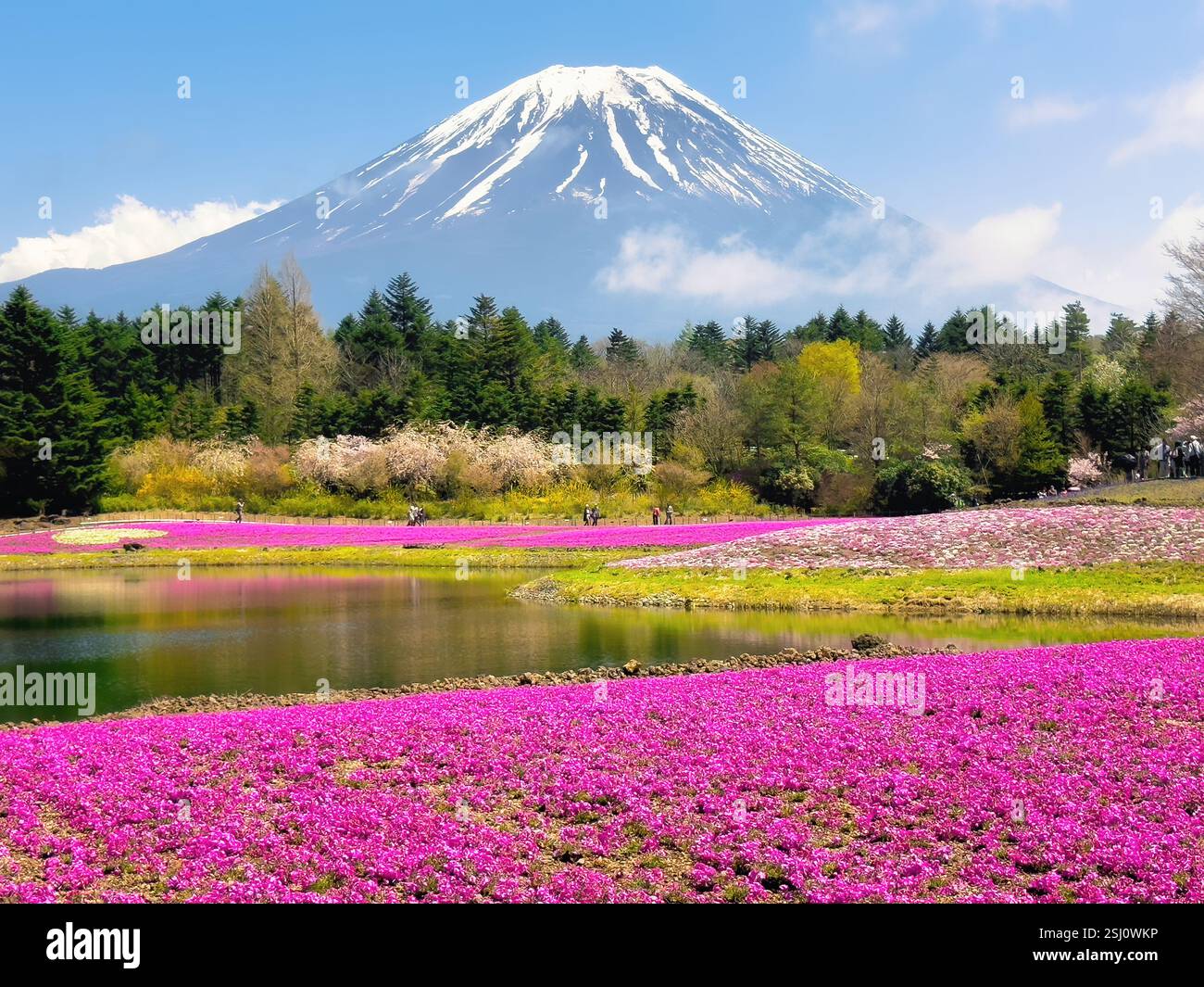 Shibazakura Festival im Frühling. Felder aus rosa Moos vor dem Mt. Fuji, Japan. - Smartphone-aufgenommenes Stockfoto