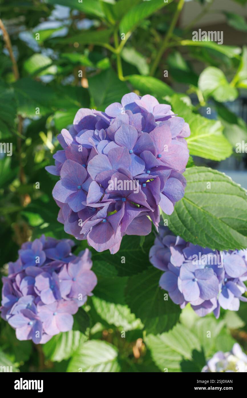 Haufen von hellvioletten Hortensie Blüten blühen inmitten üppiger grüner Blätter unter dem Sonnenlicht. Die Blütenblätter zeigen eine zarte Schattierung, die ihre Schönheit unterstreicht. Stockfoto
