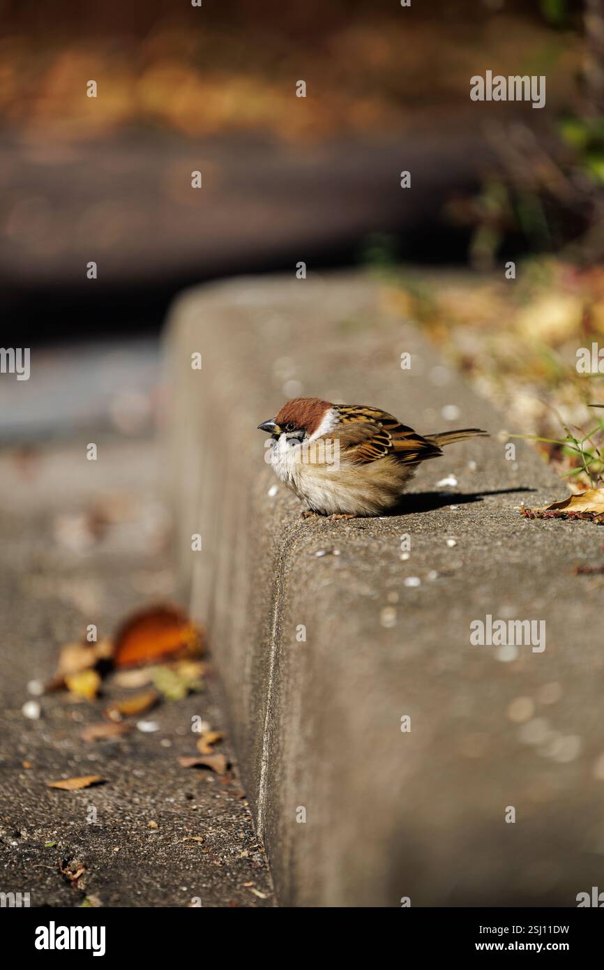 Ein Spatzen sitzt am Rand einer Betonstufe bei warmem Sonnenlicht. Der Hintergrund ist leicht verschwommen, was die detaillierten Federn des Vogels betont. Stockfoto