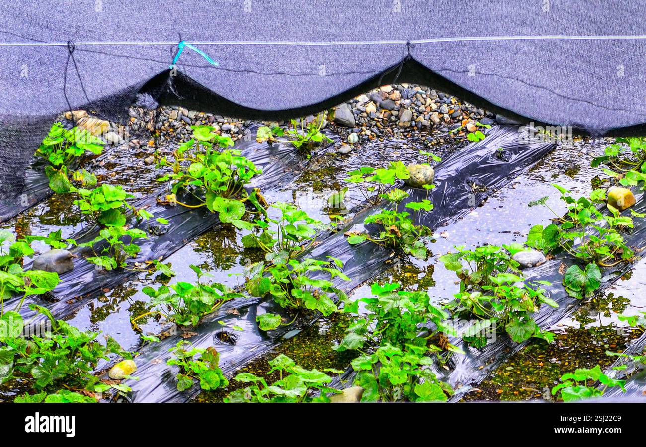 Grüne Wasabi-Pflanze auf dem Feld mit schützendem Schatten entlang des Flusses in Japan Stockfoto