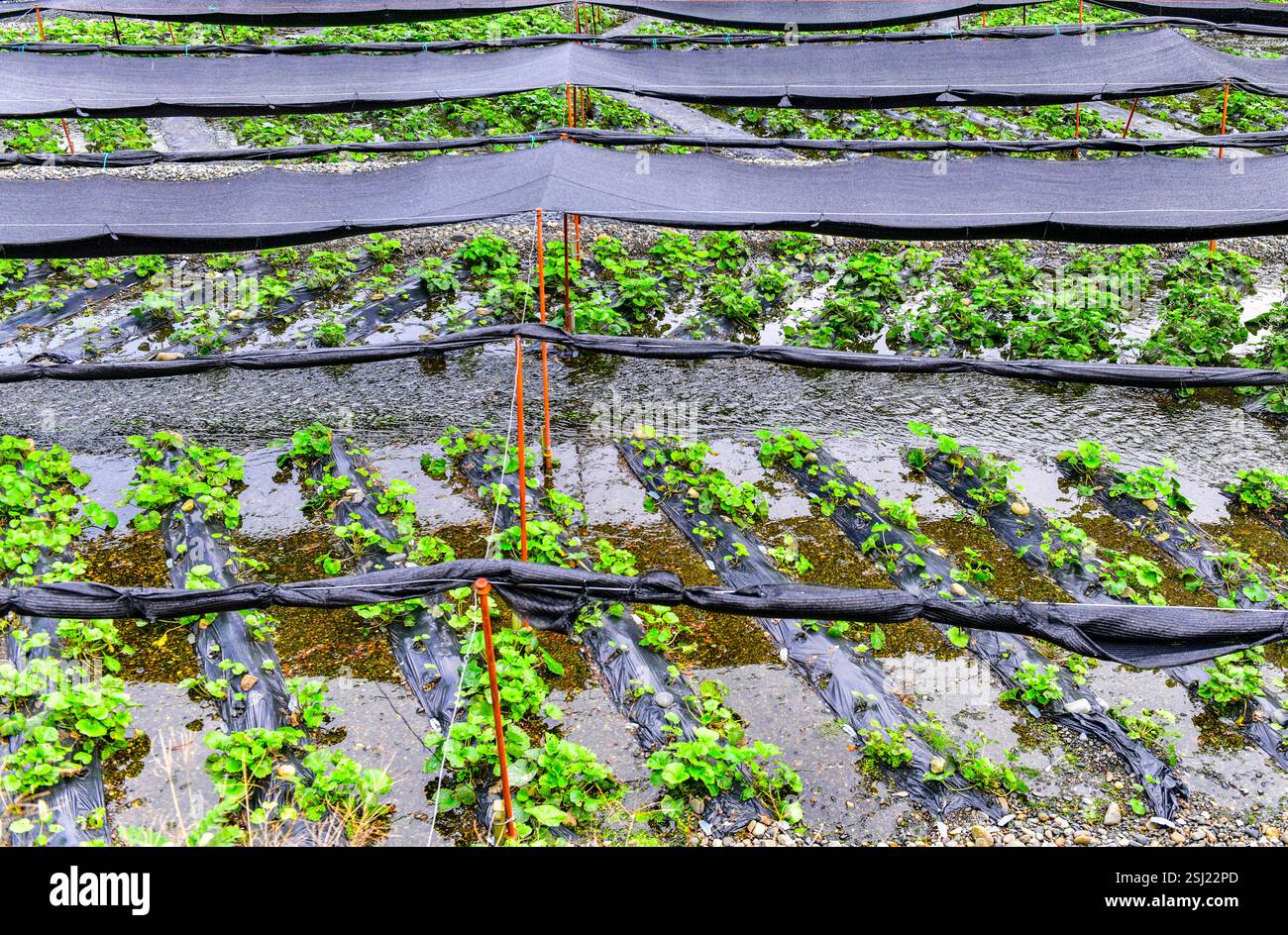 Grüne Wasabi-Pflanze auf dem Feld mit schützendem Schatten entlang des Flusses in Japan Stockfoto