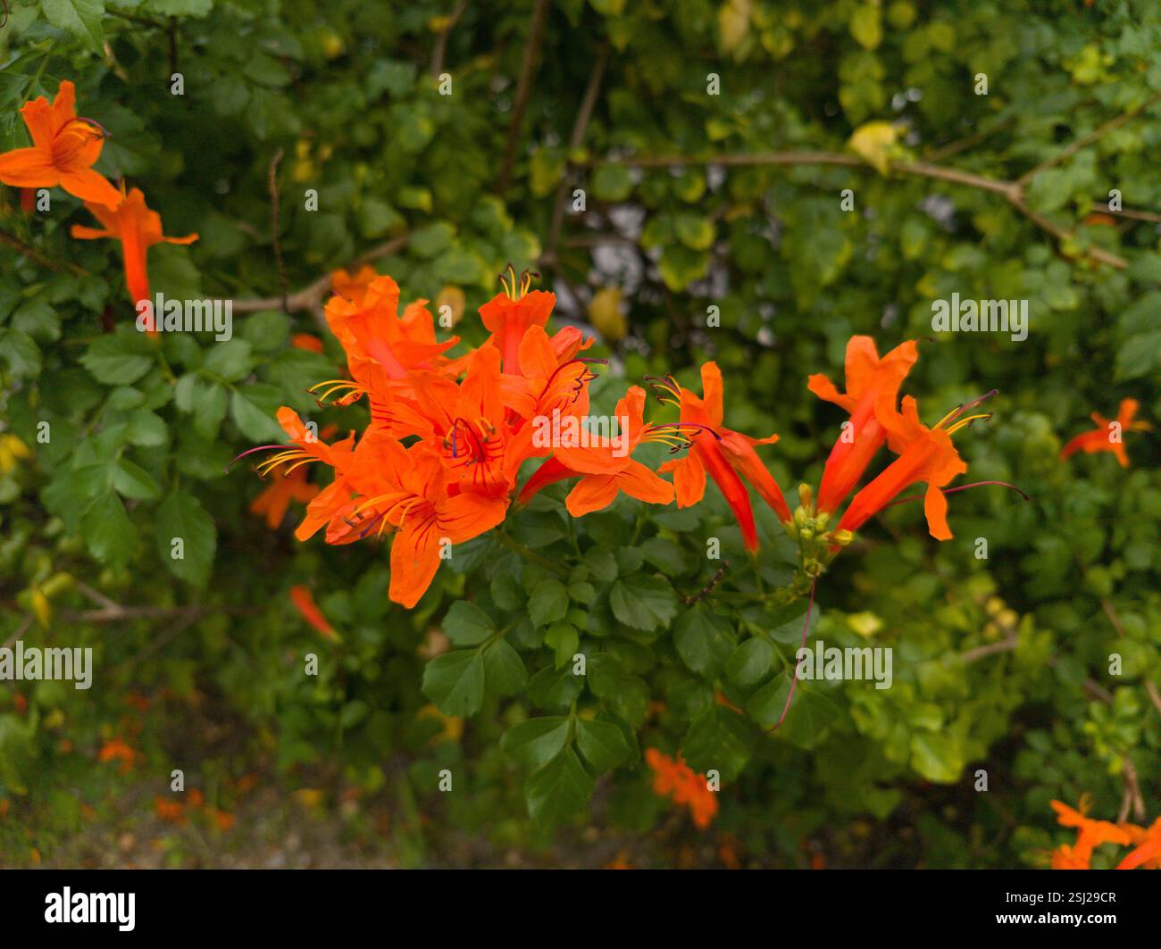 Tecomaria capensis, die Kapgeißblatt Stockfoto