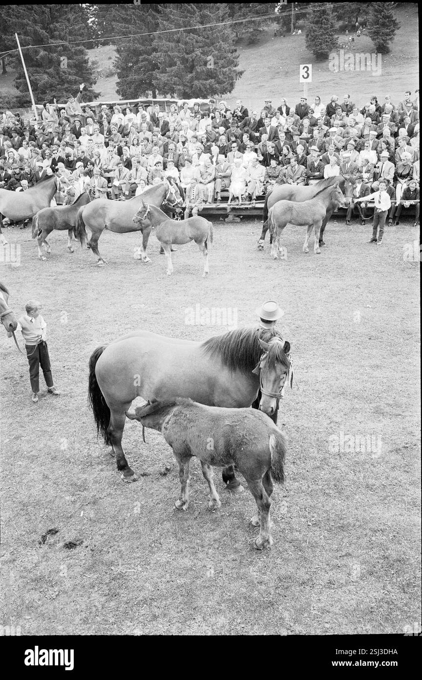 --- 62. Marché-Concours Saignelégier, Stute und Fohlen, 1965#62nd Marché-Concours Saignelégier, Stute und Fohlen, 1965 Stockfoto