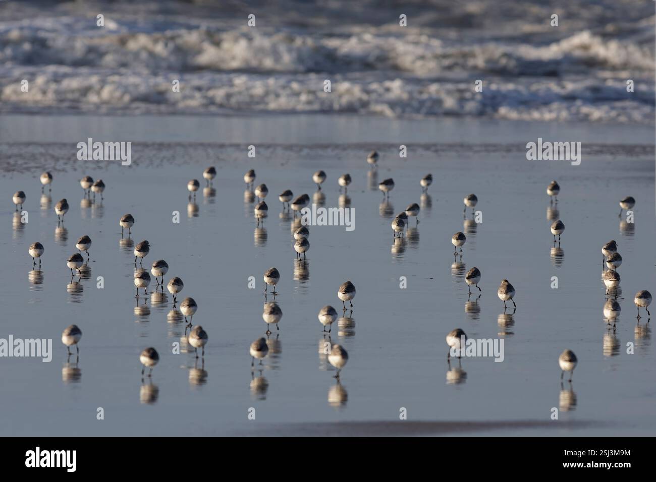 Große Schar wunderschöner kleiner Sanderlinge, die bei Ebbe auf dem nassen Sand von einem nordportugiesischen Strand laufen und Reflexionen sehen. Stockfoto