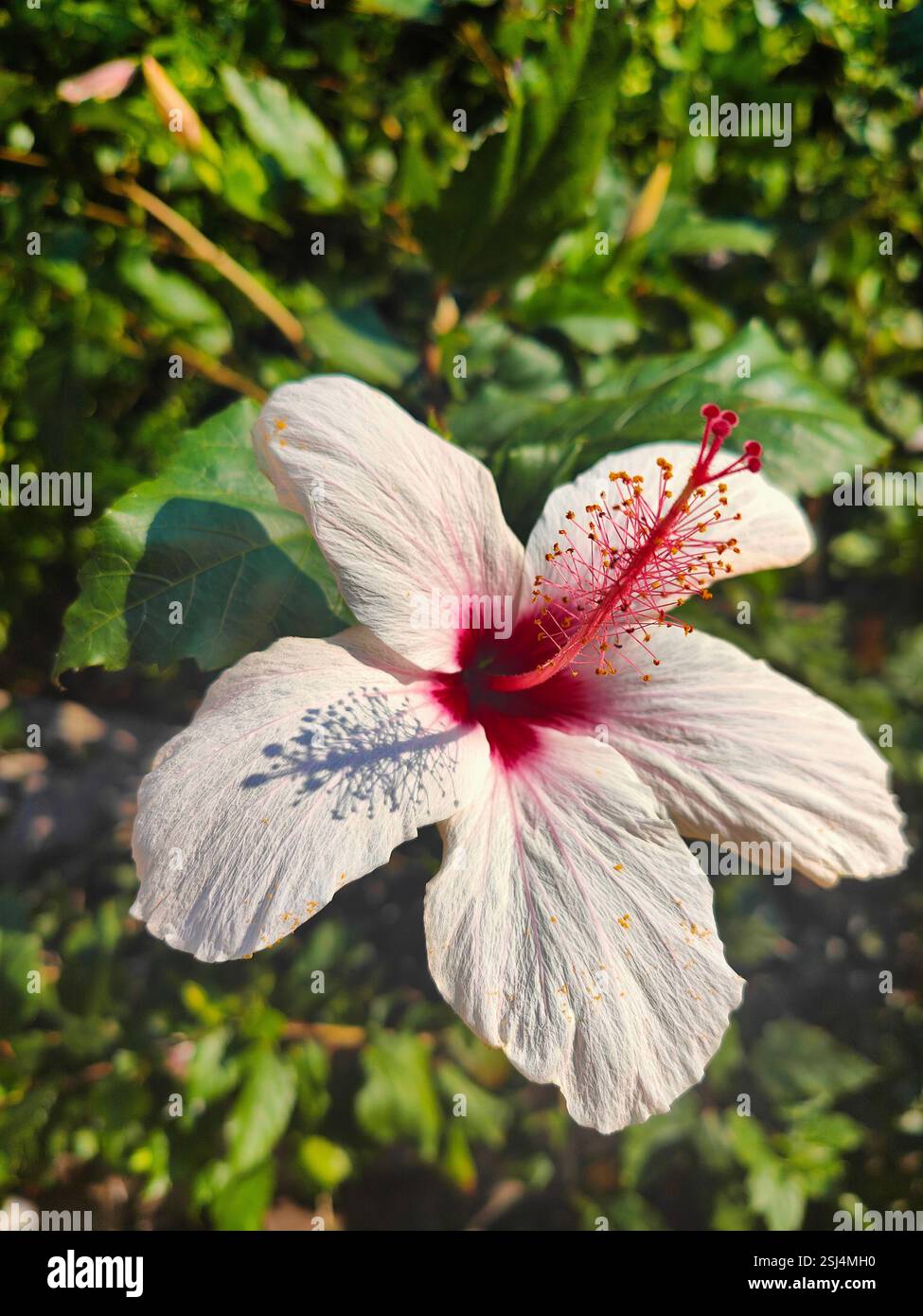 Weiße und rote Schueblack-Pflanze, Hibiskus mit grünem Hintergrund Stockfoto