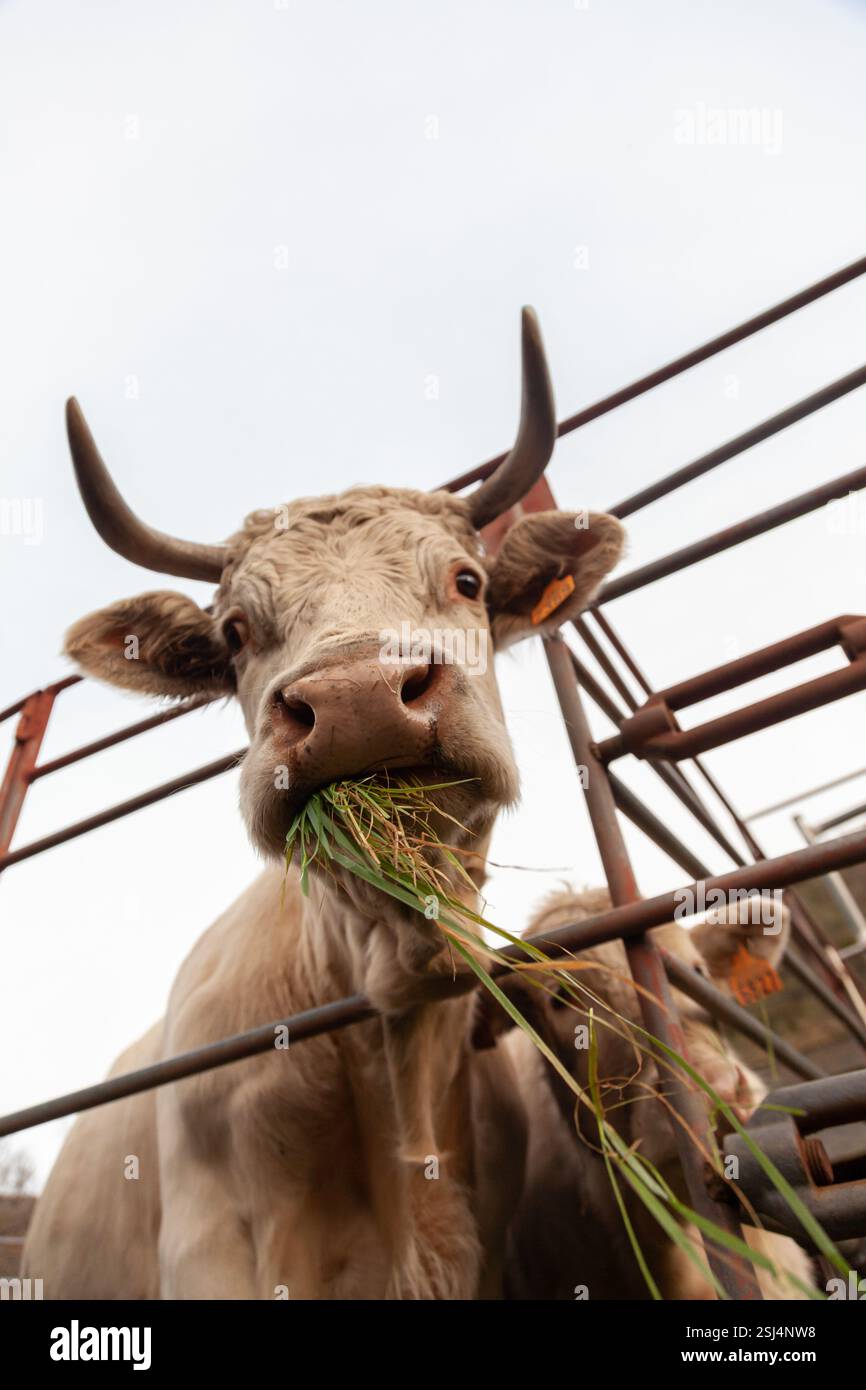 Eine Charolais-Kuh genießt frisches Gras in ländlicher Umgebung. Stockfoto