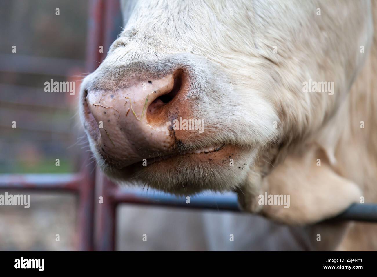 Detaillierte Aufnahme der Nase einer Charolais-Kuh, die ihre Textur und Merkmale hervorhebt. Stockfoto
