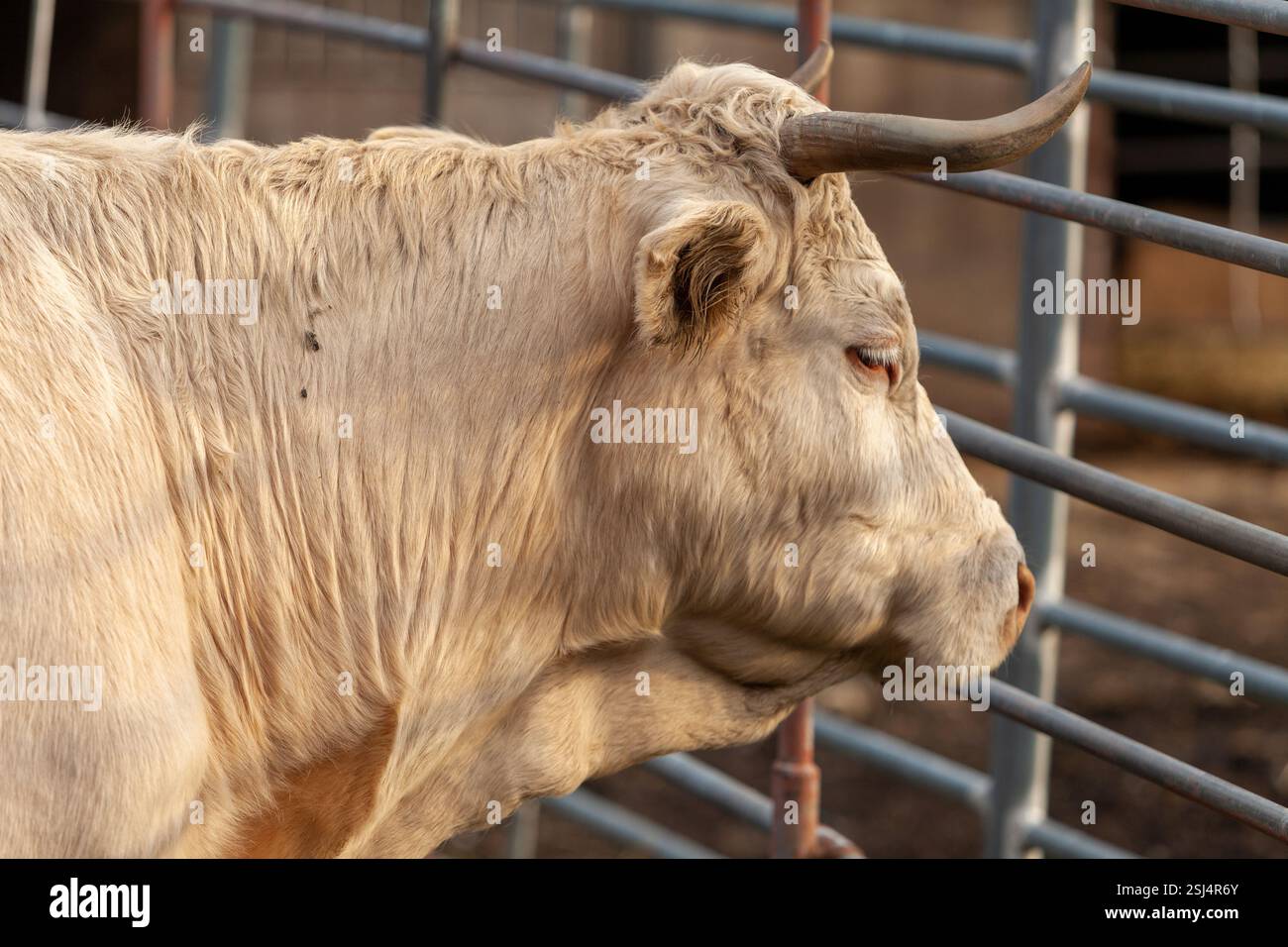 Eine weiße Charolais-Kuh steht im warmen Glanz des Sonnenuntergangs. Stockfoto