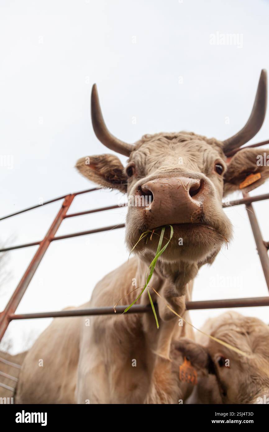 Weiße Charolais-Kuh, die Gras in einer friedlichen Landschaft isst. Stockfoto