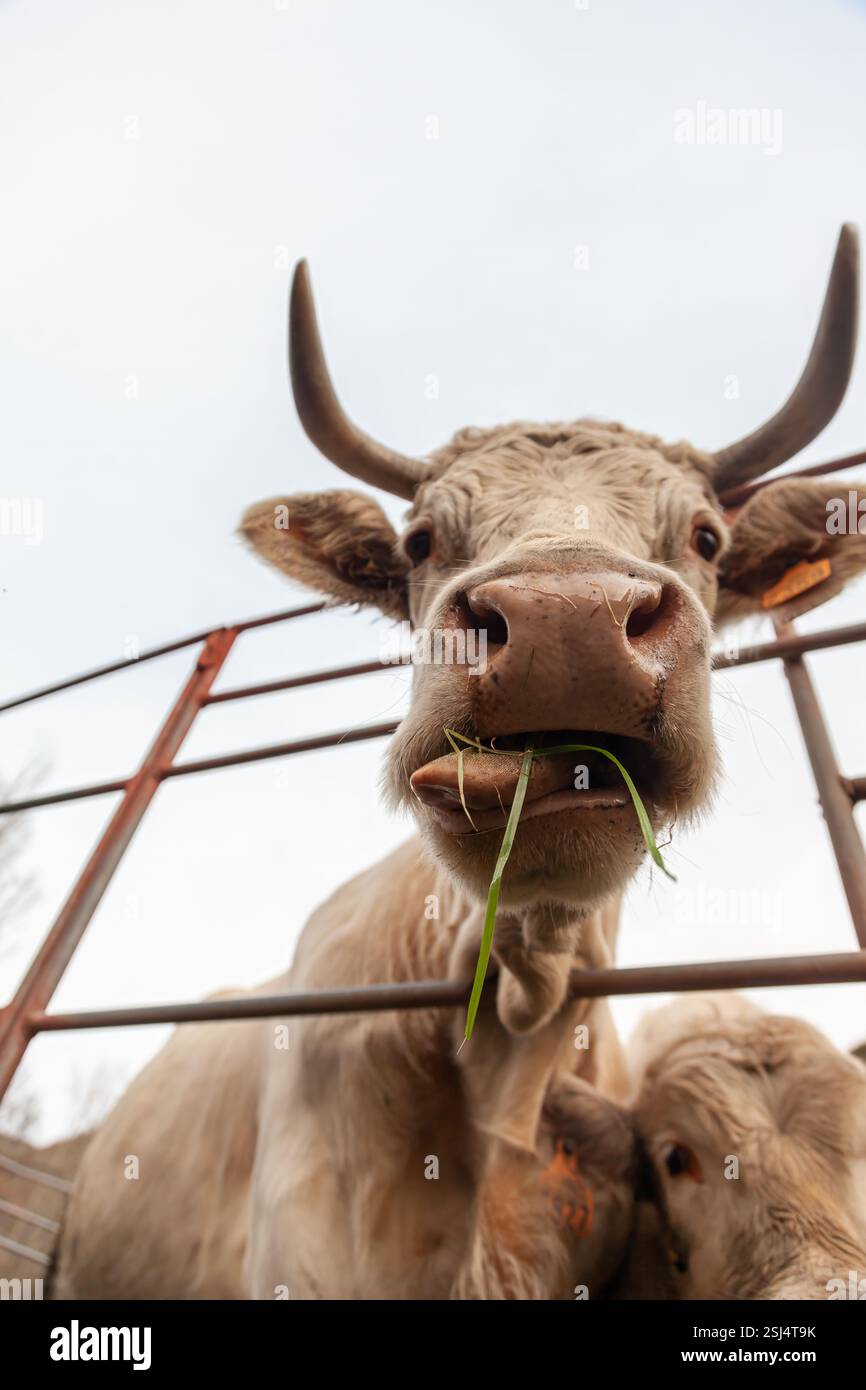 Weiße Charolais-Kuh, die Gras in einer friedlichen Landschaft isst. Stockfoto