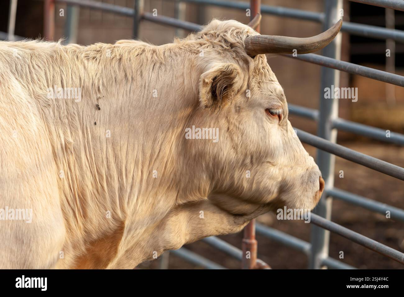 Weiße Charolais-Kuh, beleuchtet vom sanften Schein des Sonnenuntergangs. Stockfoto