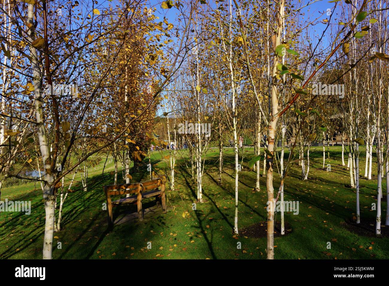 Goldene Herbstblätter in einem Birkenhain mit einer rustikalen Bank, strahlendem Sonnenlicht und einer friedlichen Parkszene. Stockfoto