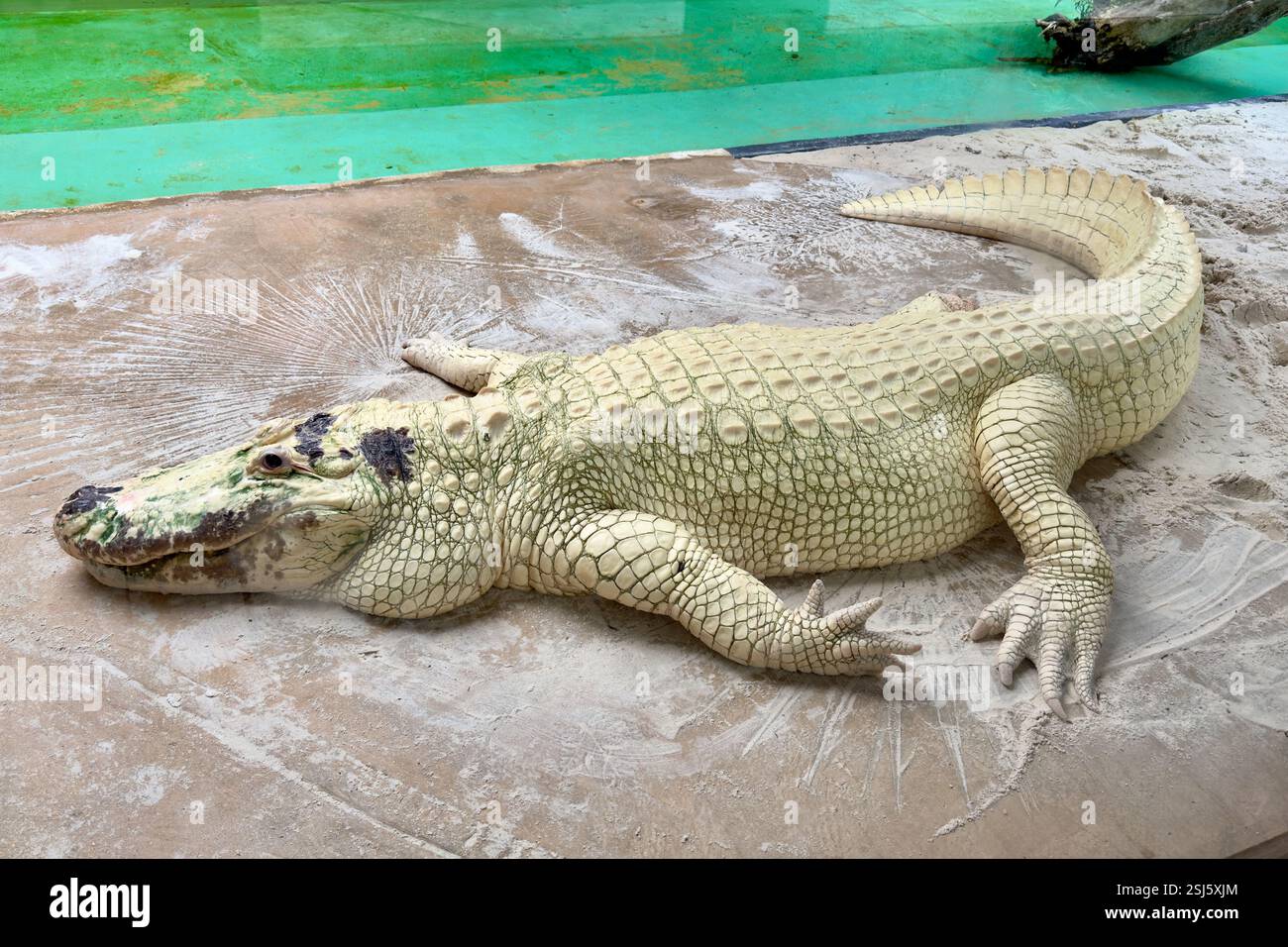 Albino American Alligator (Alligator mississippiensis) Stockfoto