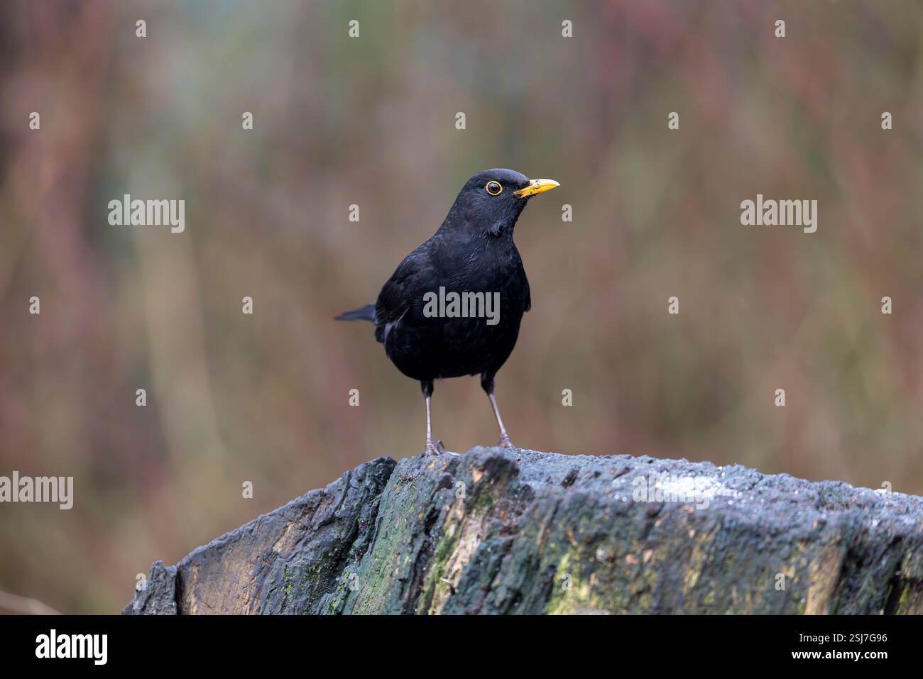 Detaillierte Seitenansicht einer männlichen Amsel mit weichem und unscharfem Hintergrund. Stockfoto