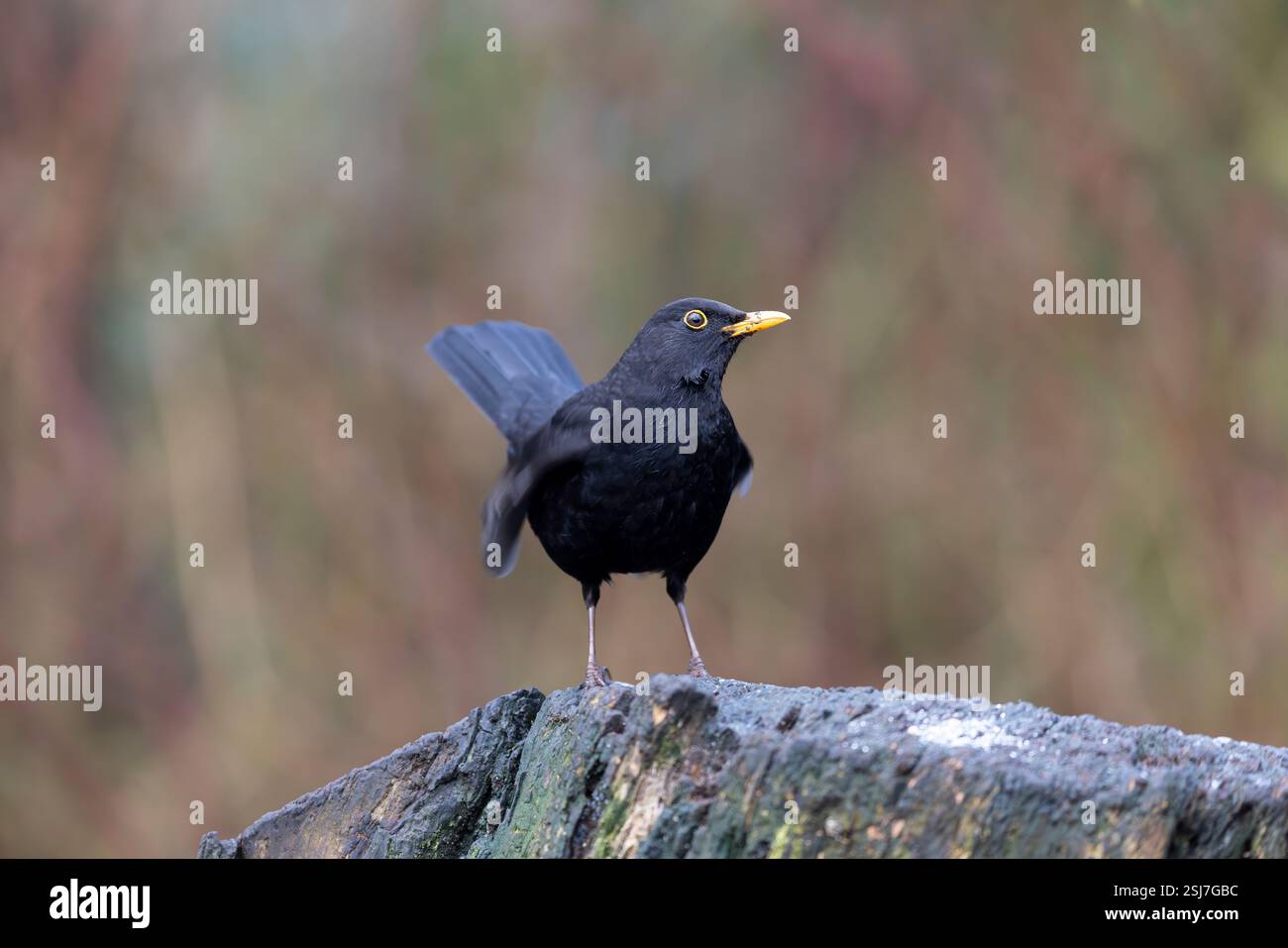 Detaillierte Seitenansicht eines männlichen Rabenstarters (Turdus merula) mit einem weichen und unscharfen Hintergrund. Stockfoto