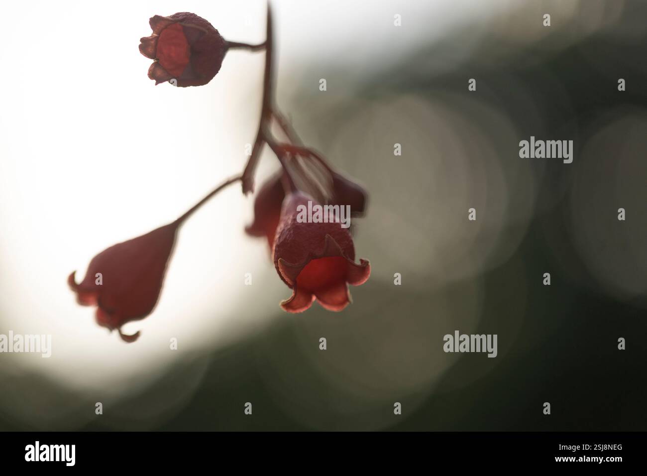 Brachychiton acerifolius ist ein großer Baum der Familie Malvaceae, der in tropischen und subtropischen Regionen an der Ostküste Australiens endemisch ist. Es ist berühmt Stockfoto