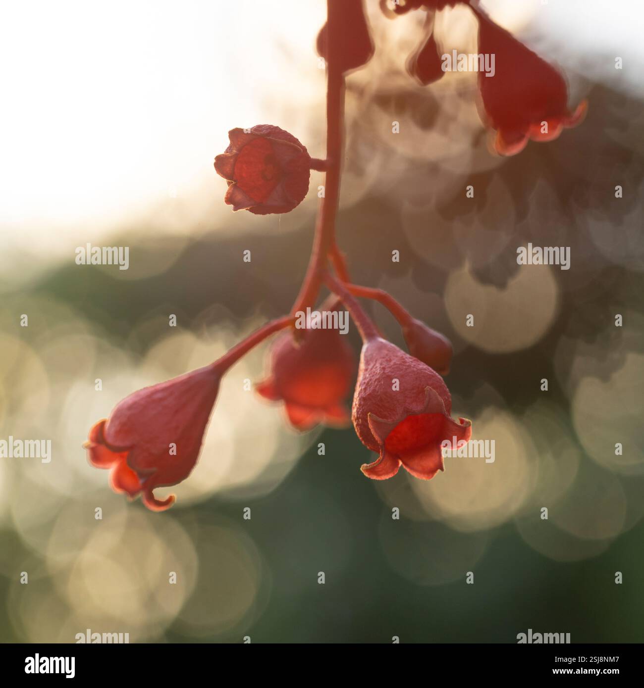 Brachychiton acerifolius ist ein großer Baum der Familie Malvaceae, der in tropischen und subtropischen Regionen an der Ostküste Australiens endemisch ist. Es ist berühmt Stockfoto