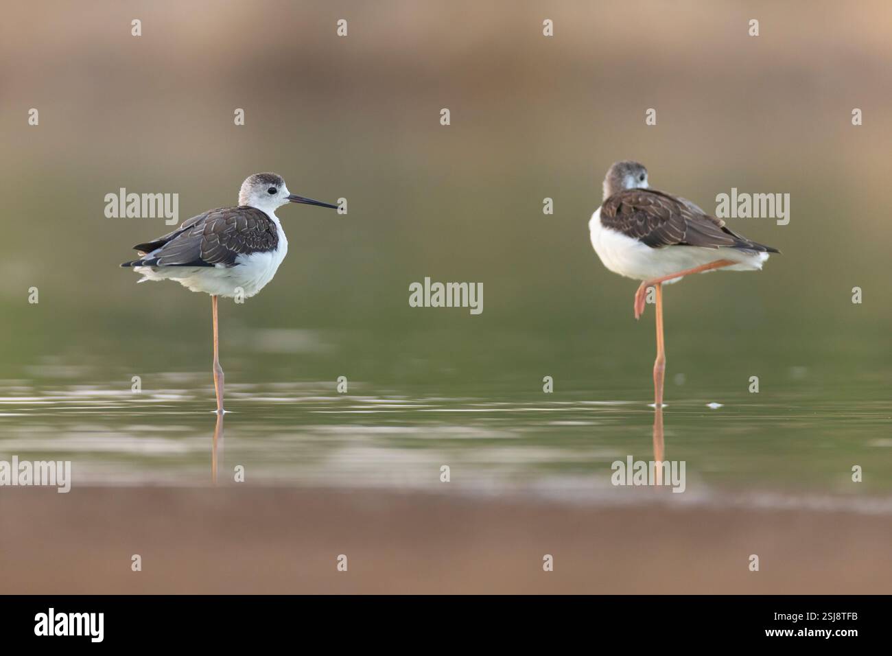 Schwarz - geflügelte Stelzenläufer (Himantopus himantopus) Fütterung von Wasser. Der schwarze geflügelte Stelzenläufer ist eine weit verbreitete sehr Hochbeinig wader in der säbelschnäbler und s Stockfoto