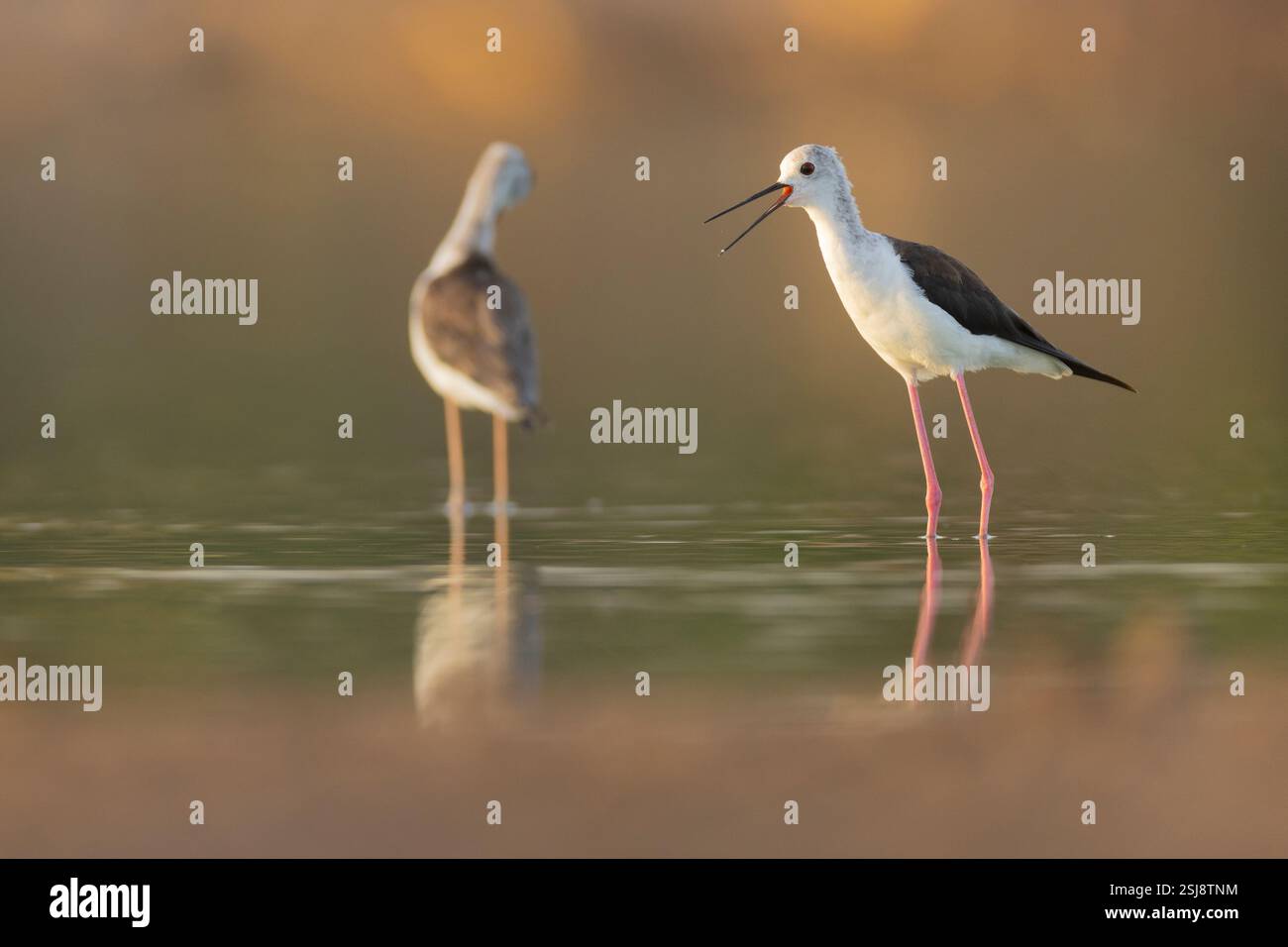Schwarz - geflügelte Stelzenläufer (Himantopus himantopus) Fütterung von Wasser. Der schwarze geflügelte Stelzenläufer ist eine weit verbreitete sehr Hochbeinig wader in der säbelschnäbler und s Stockfoto