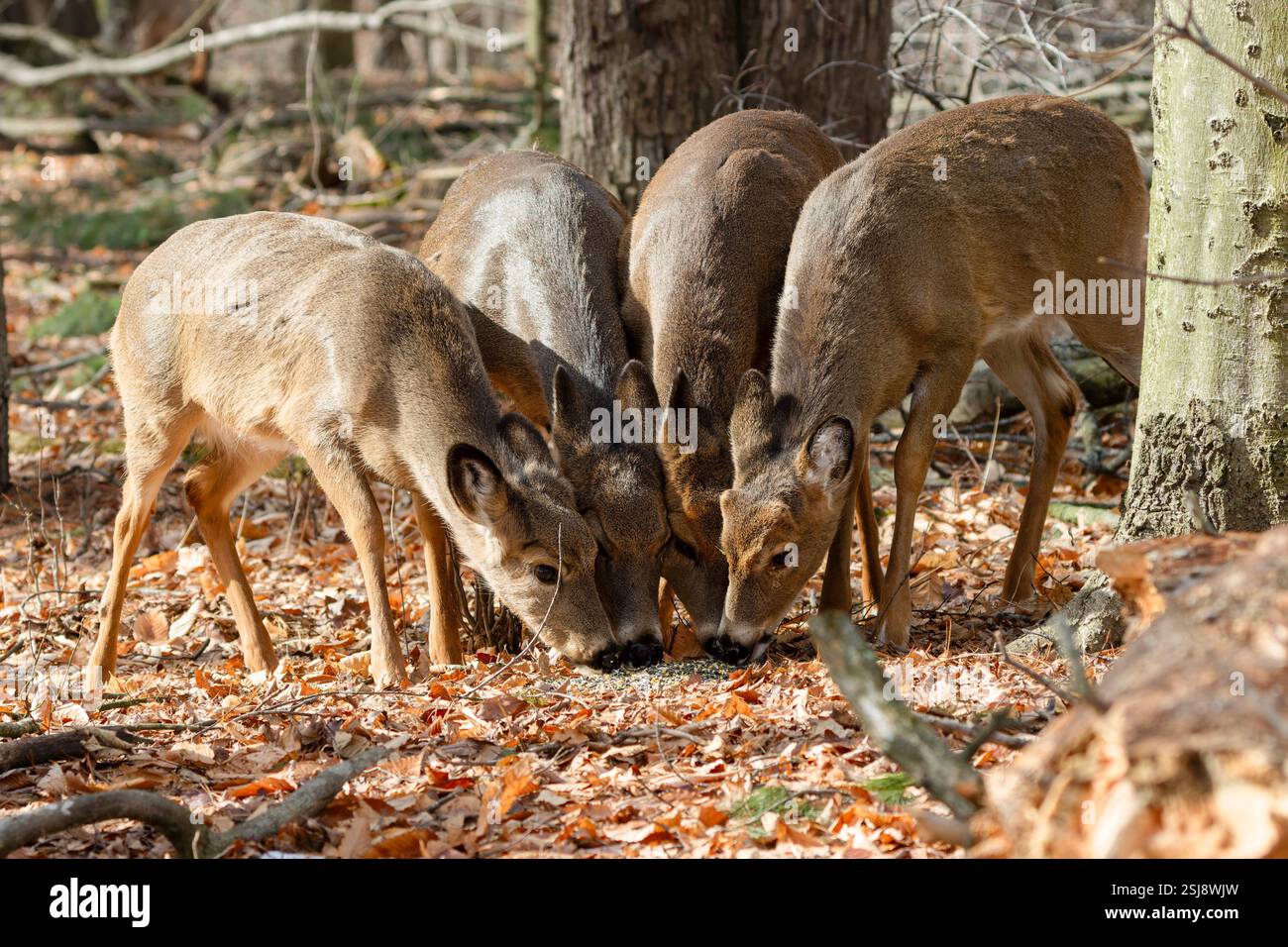Der Weißschwanzhirsch (Odocoileus virginianus), auch bekannt als der Weißschwanzhirsch oder Virginia-Hirsch Stockfoto