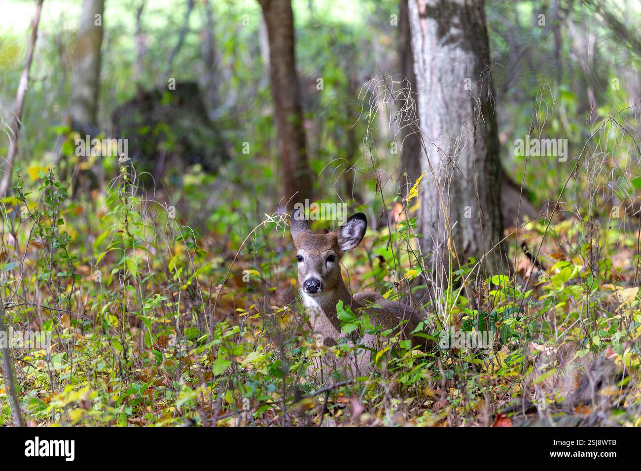 Der Weißschwanzhirsch (Odocoileus virginianus), auch bekannt als der Weißschwanzhirsch oder Virginia-Hirsch Stockfoto