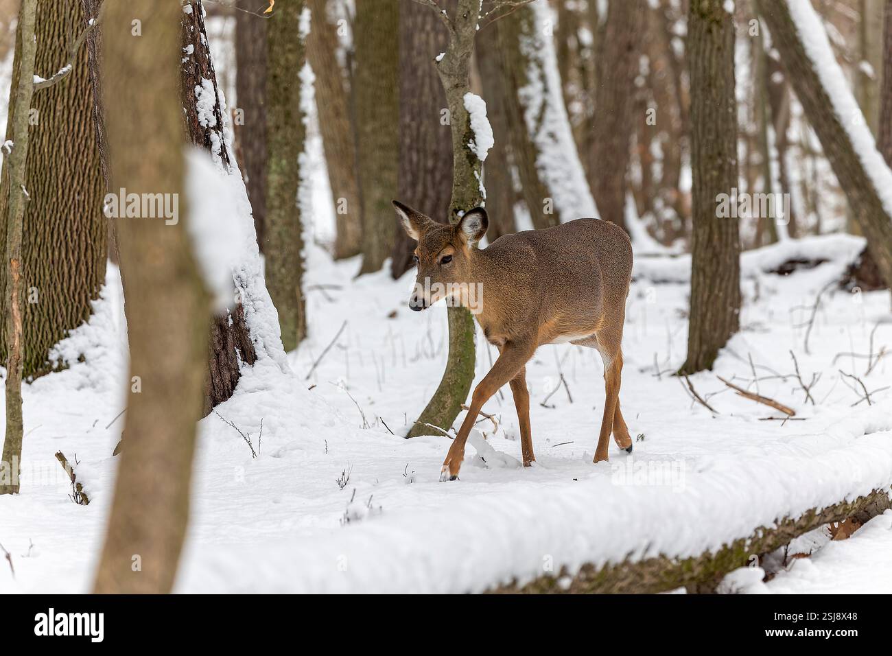 Der Weißschwanzhirsch (Odocoileus virginianus), auch bekannt als der Weißschwanzhirsch oder Virginia-Hirsch Stockfoto