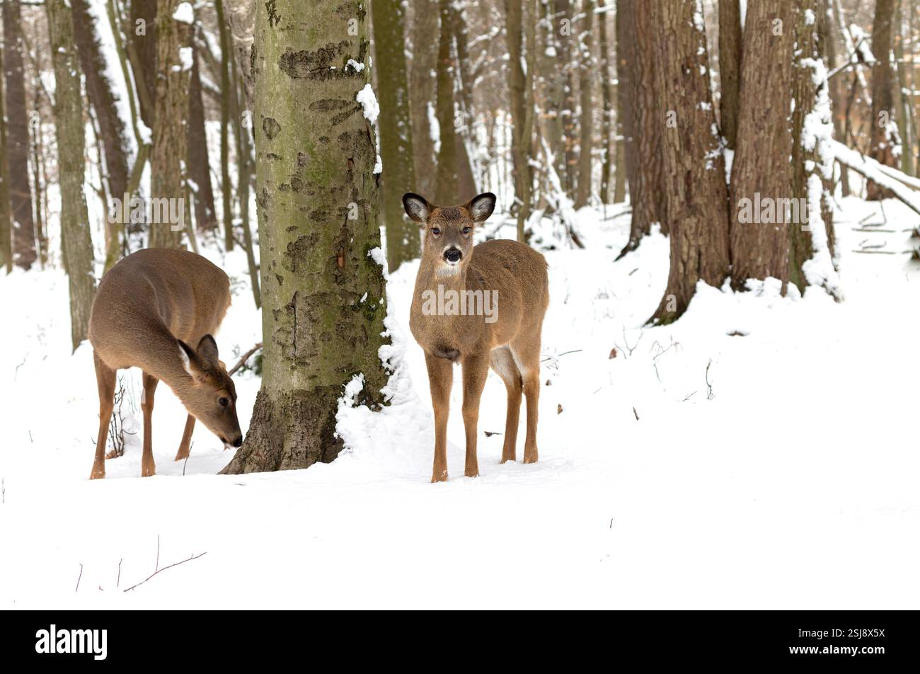 Der Weißschwanzhirsch (Odocoileus virginianus), auch bekannt als der Weißschwanzhirsch oder Virginia-Hirsch Stockfoto