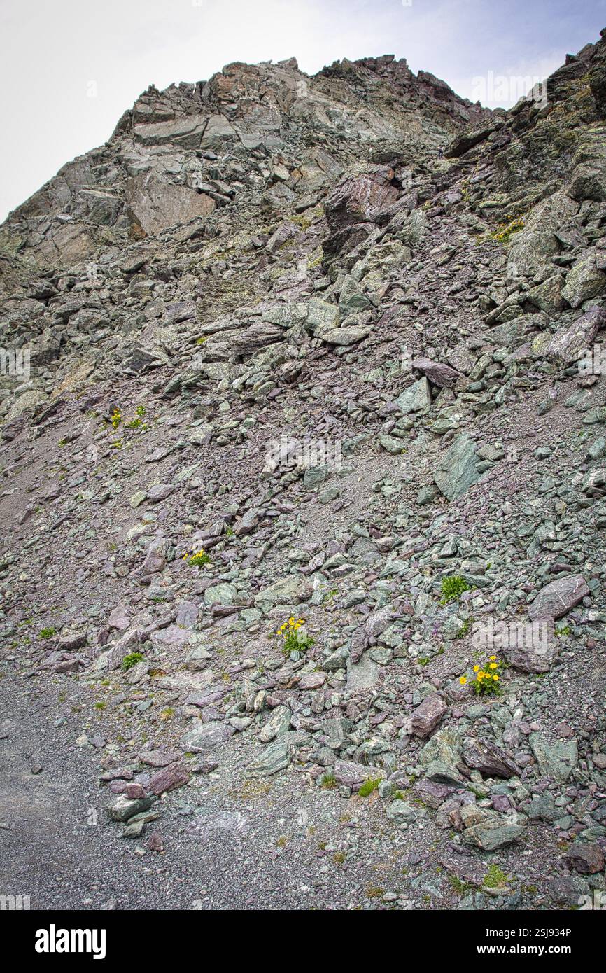 Lebendige Wildblumen blühen im Sommer zwischen Felsen in den Alpen und unterstreichen die zerklüftete, aber farbenfrohe Berglandschaft. Stockfoto