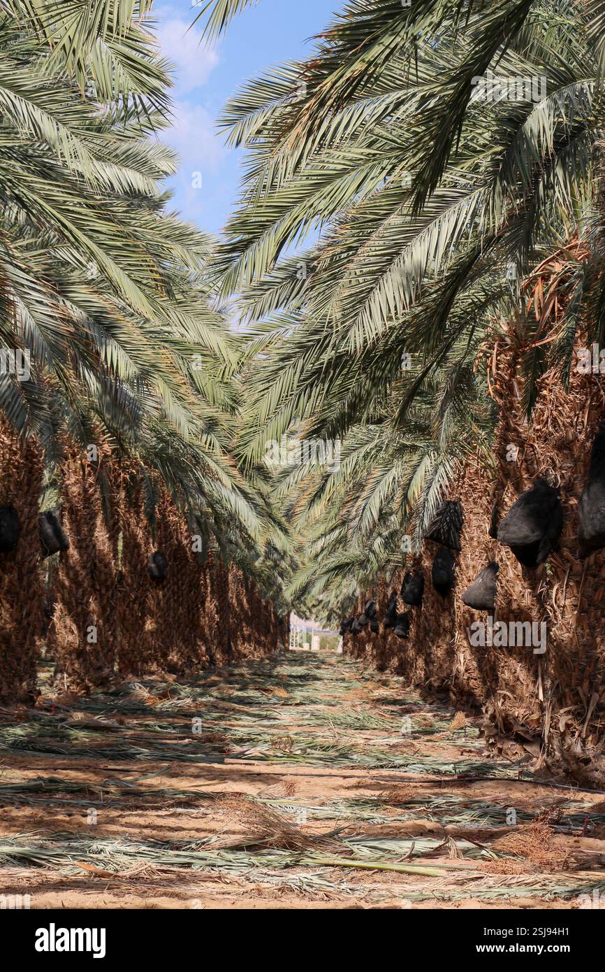Wüsten-angepasste Landwirtschaft Dates Plantation fotografiert in der Negev-Wüste, Israel Stockfoto