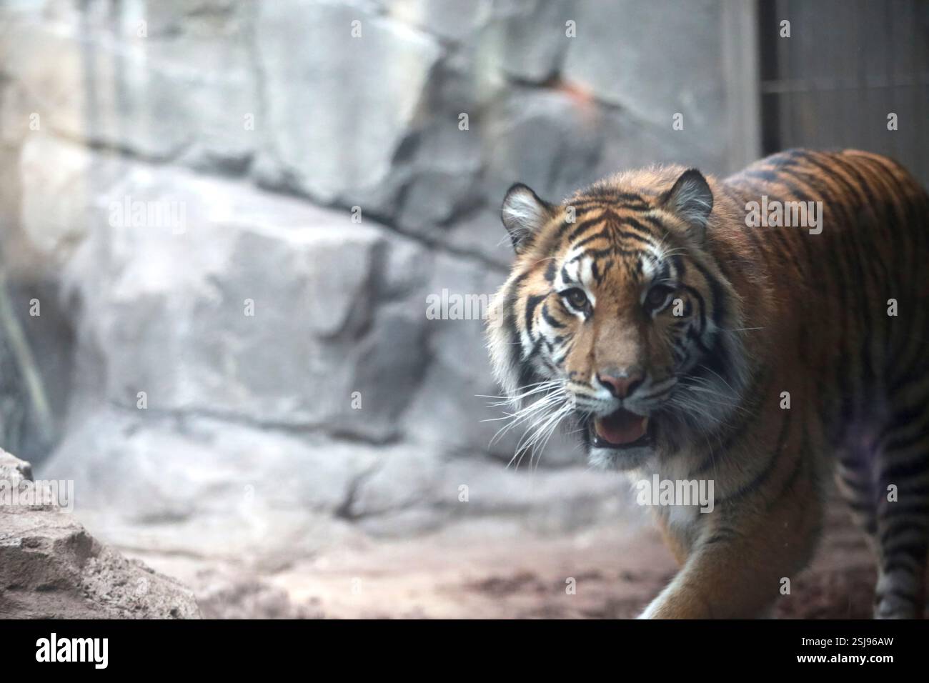 Bengal-Tiger (Panthera Tigris Tigris) im Gehege im Tierpark Berlin Zoo, Berlin, Deutschland Stockfoto