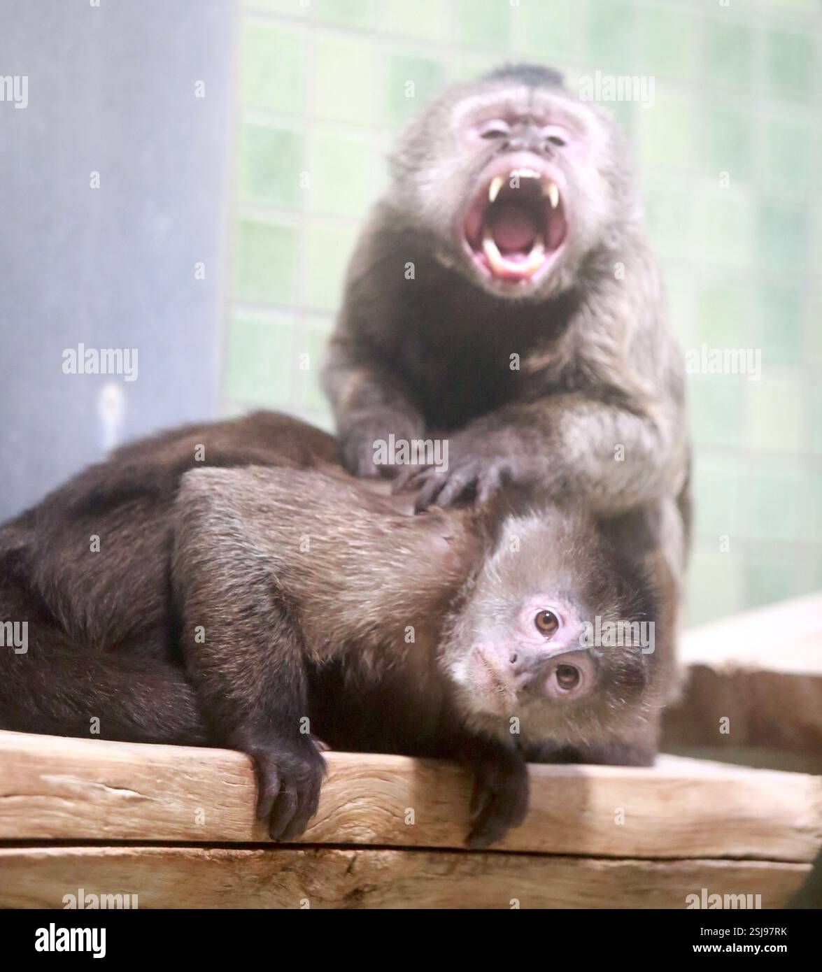 Zwei Kapuzineraffen fotografiert im Dezember im Berliner Zoo Stockfoto